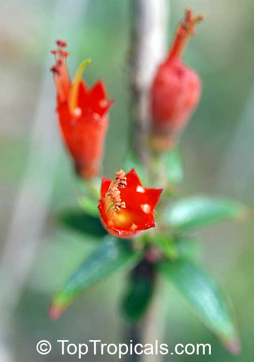 Woodfordia uniflora, Woodfordia
