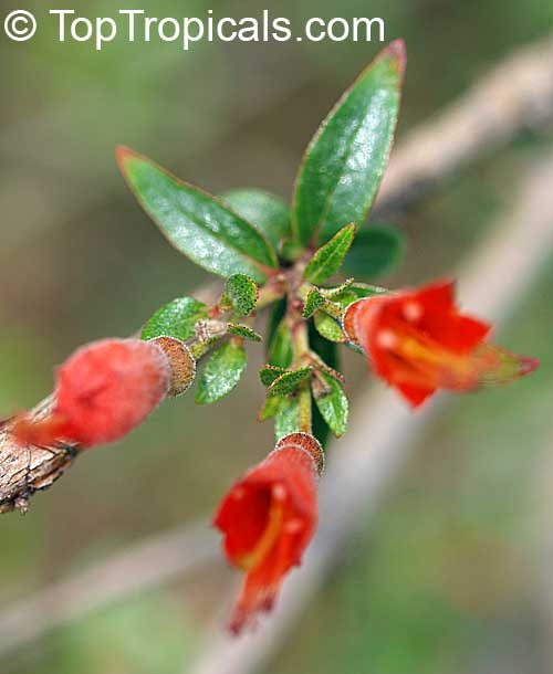 Woodfordia uniflora, Woodfordia