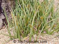 Sansevieria cylindrica, Sansevieria stuckyi, Snake Plant

Click to see full-size image
