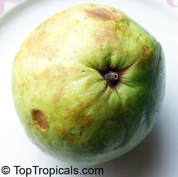 Guava tree Kilo White, Psidium guajava