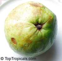 Psidium guajava, Tropical Guava, Guajava. Guajava White Ball
