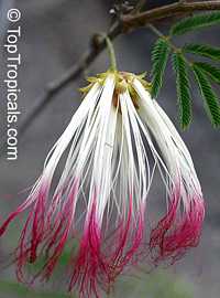 Calliandra parvifolia, Powderpuff, Pink Calliandra, Plumerillo Rosado

Click to see full-size image