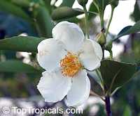 Gordonia lasianthus, Loblolly Bay

Click to see full-size image