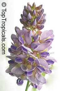 Wisteria sp., Chinese Wisteria, Japanese Wisteria, American Wisteria

Click to see full-size image