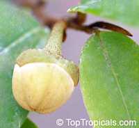Rauwenhoffia siamensis, Melodorum siamensis, Rauwenhoffia

Click to see full-size image