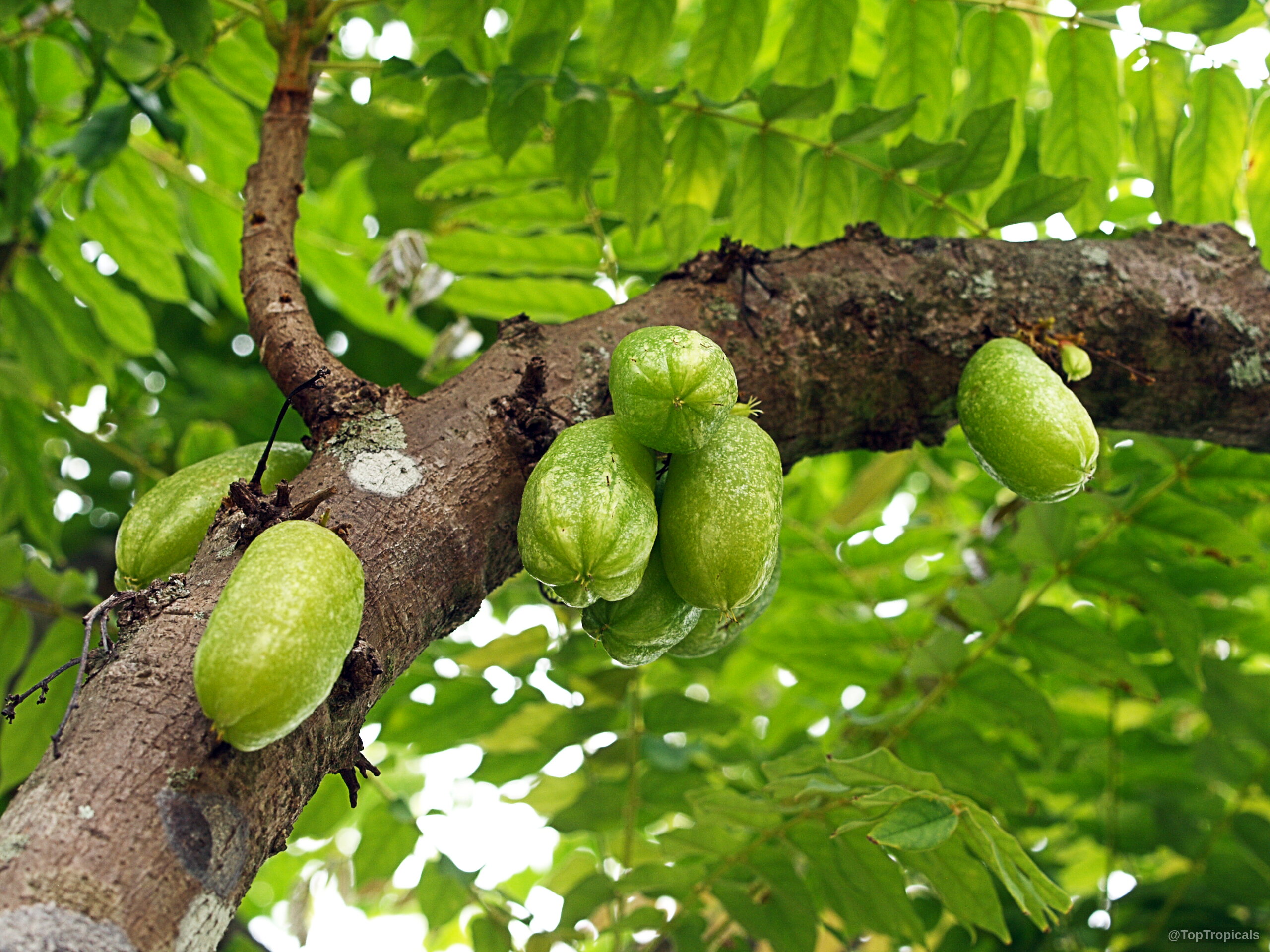 Averrhoa bilimbi (Bilimbi) green fruit clusters attached directly to the bark of tree branches Averrhoa bilimbi (Bilimbi) green fruit growing along sturdy brown tree branches close up