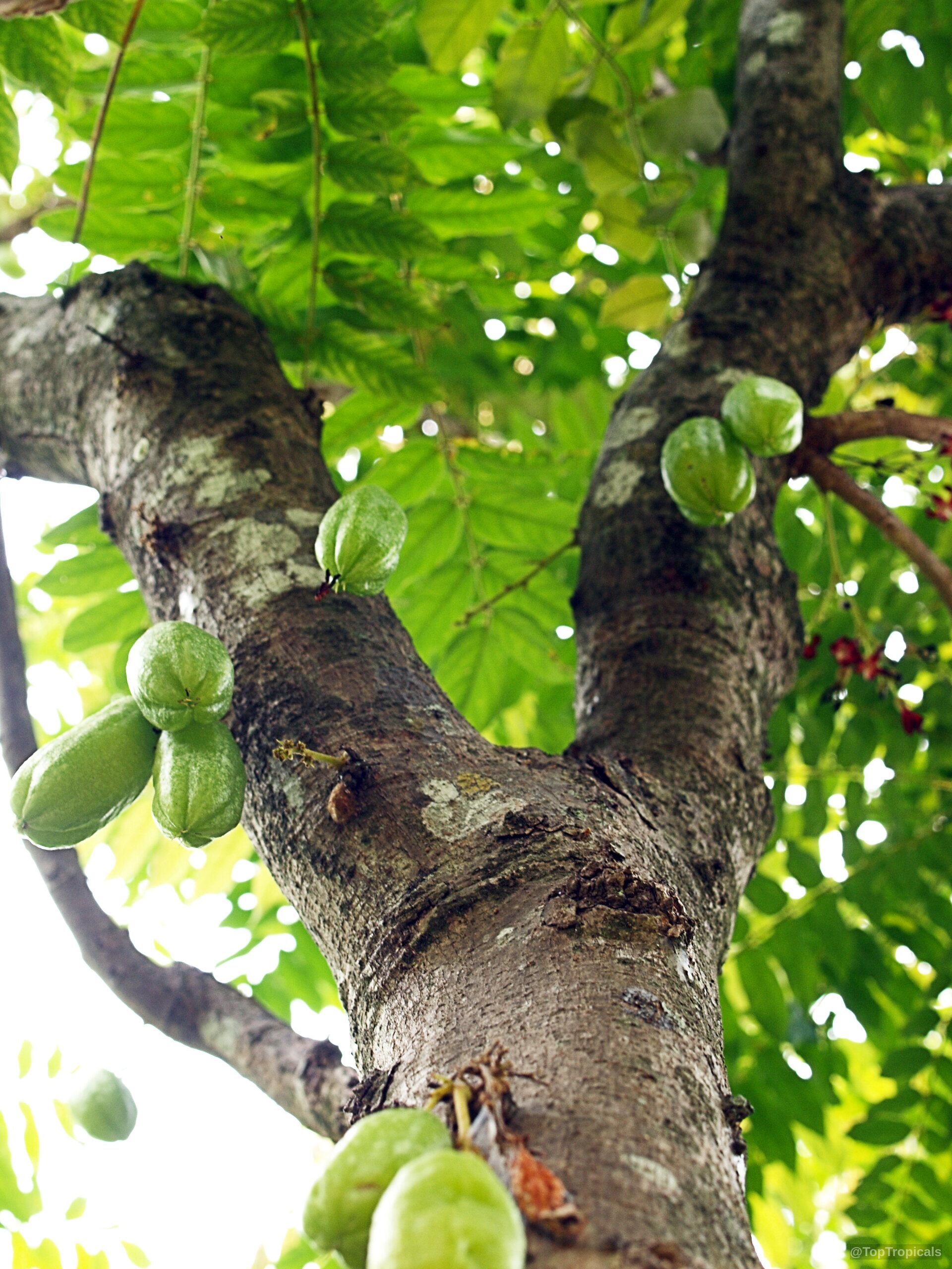 Averrhoa bilimbi (Bilimbi) cluster of long green fruit attached directly to the main tree trunk. Averrhoa bilimbi (Bilimbi) green fruit growing along the thick textured bark of a tree trunk.