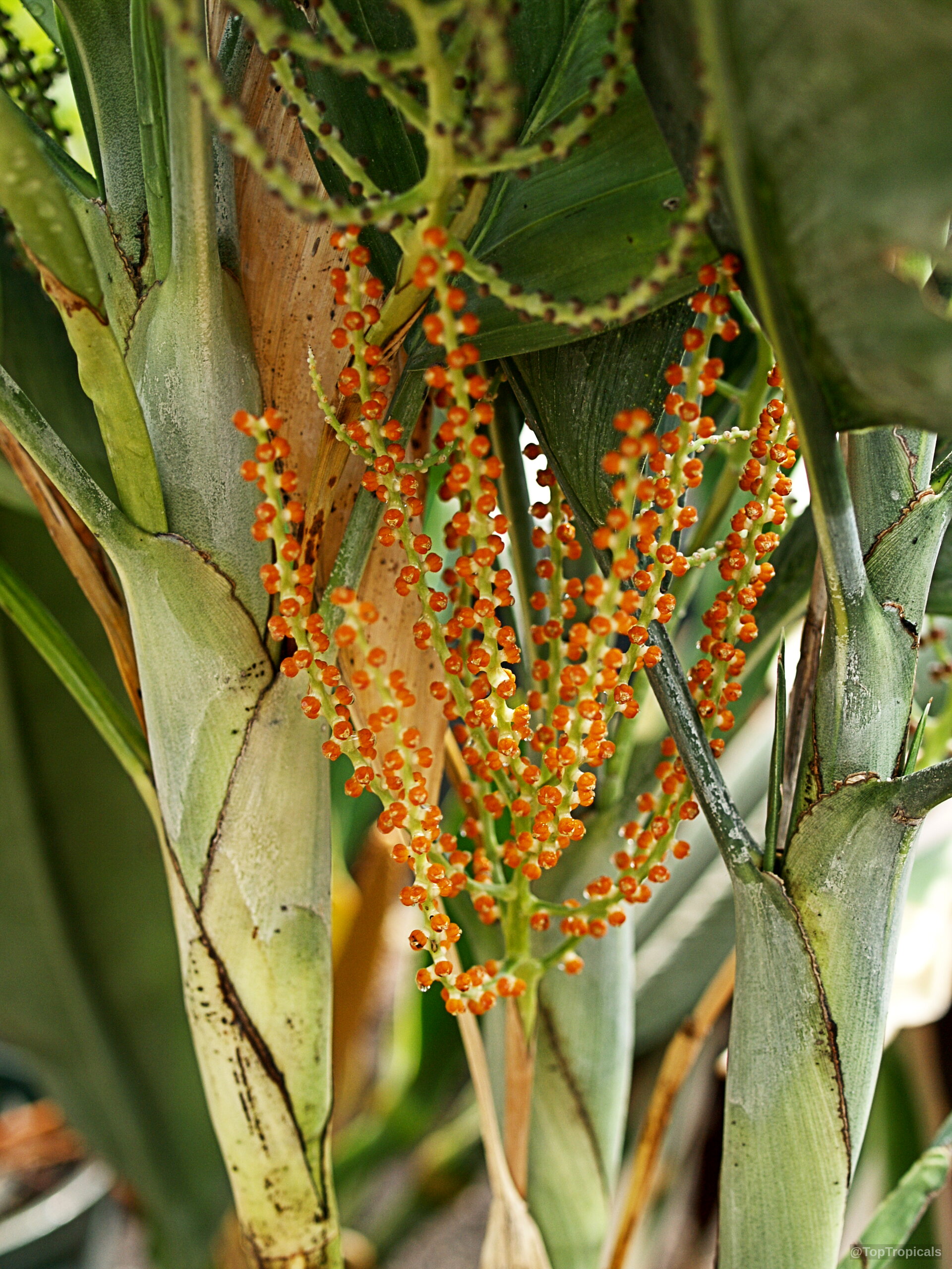 Chamaedorea metallica (Parlor Palm) shows numerous orange fruits hanging between thick green palm stems Chamaedorea metallica (Parlor Palm) orange fruit close up against green foliage on this plant