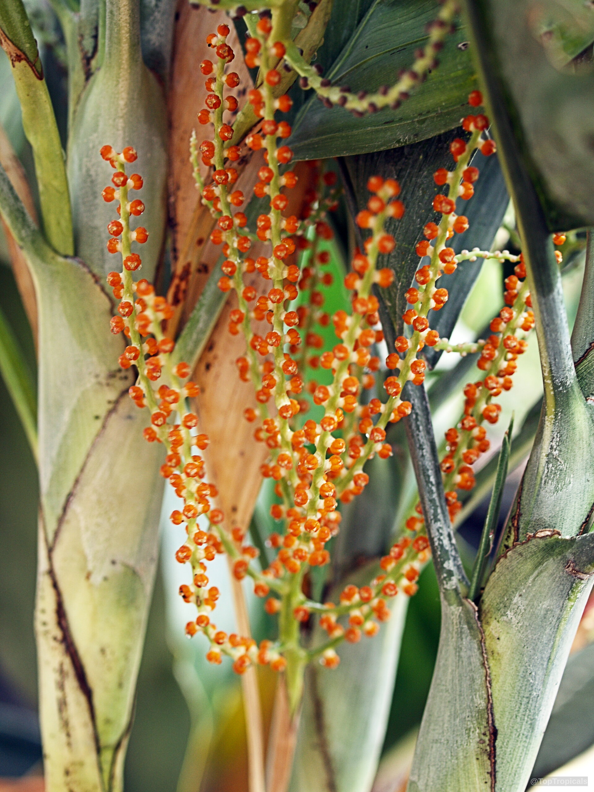 Chamaedorea metallica (Parlor Palm) stems with orange fruit emerging among thick green palm leaves. Chamaedorea metallica (Parlor Palm) orange fruit on a close up palm tree branch.