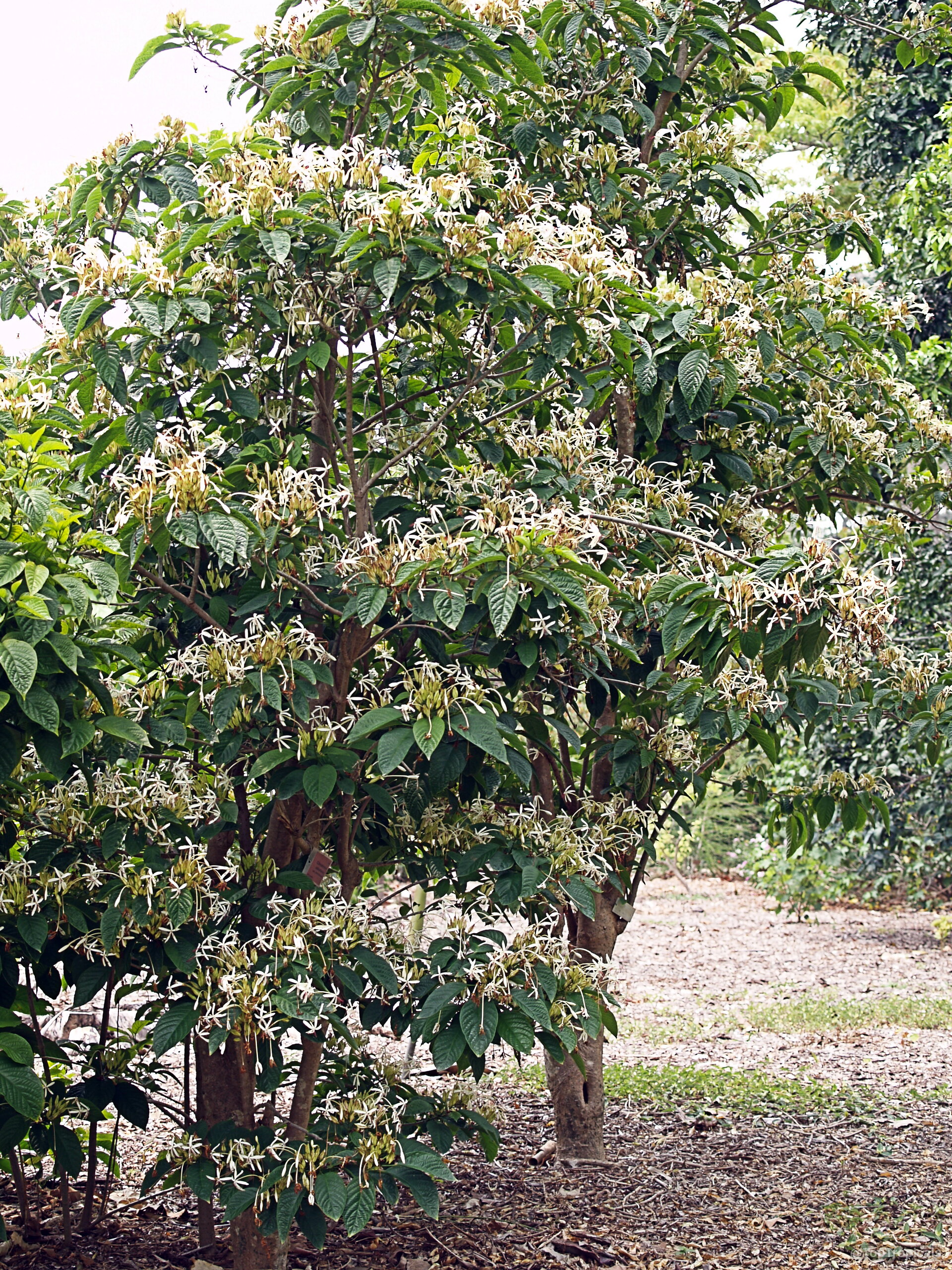 Clerodendrum minahassae (Fountain Clerodendrum) branches filled with clusters of white flowers and green oval leaves. Clerodendrum minahassae (Fountain Clerodendrum) white flower clusters on a green plant branch close up.