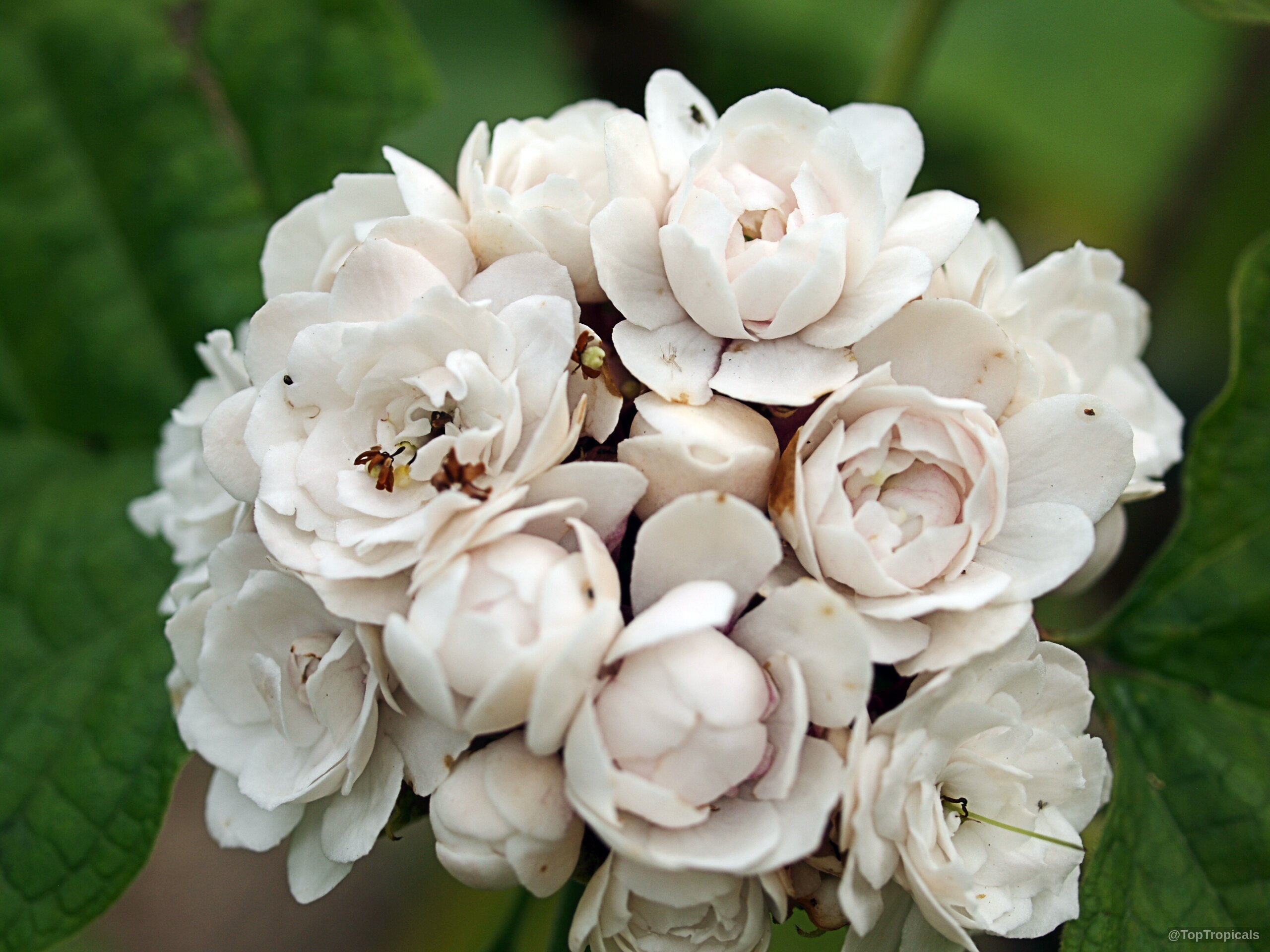 Clerodendrum philippinum (Chinese Glory Bower) dense white flower cluster with rounded overlapping floral petals. Clerodendrum philippinum (Chinese Glory Bower) white flower close up with dense layered round petals.