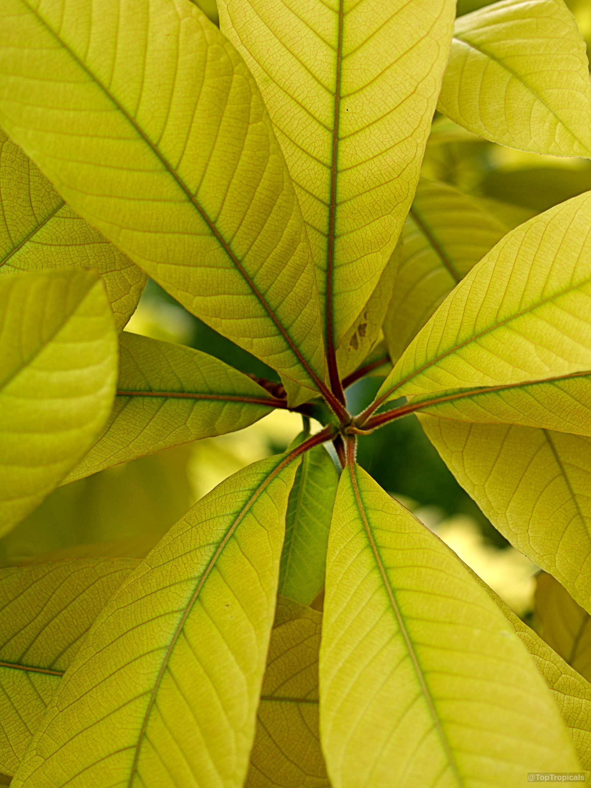 Couroupita guianensis (Cannonball Tree) lime green leaves radiating from a central stem in clear light Couroupita guianensis (Cannonball Tree) lime green leaves arranged in a circular pattern on branch