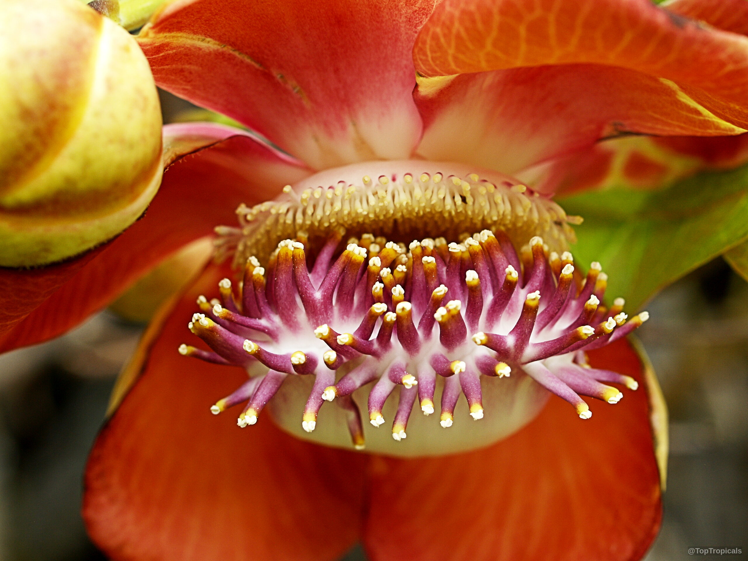 Couroupita guianensis (Cannonball Tree) orange pink flower with complex central reproductive structures in close up. Couroupita guianensis (Cannonball Tree) orange pink flower close up view of the intricate center
