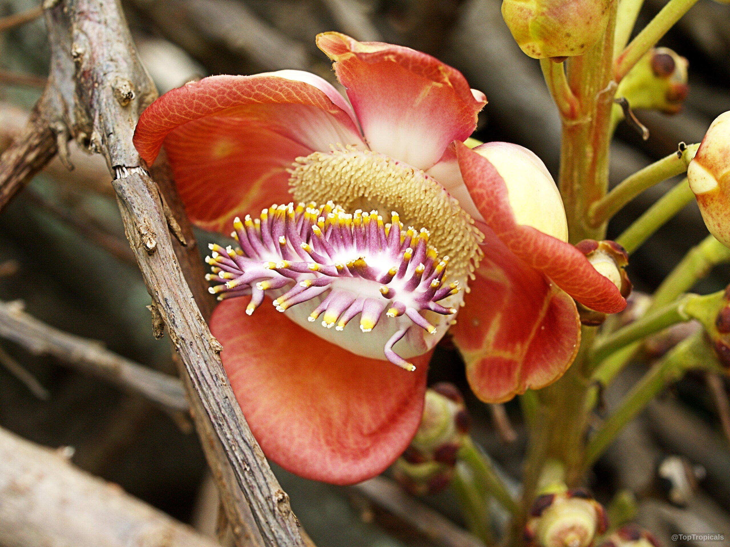 Couroupita guianensis (Cannonball Tree) pink flower with unique center, showcasing orange and purple reproductive organ tips Couroupita guianensis (Cannonball Tree) pink flower close up showing complex yellow and purple center segments