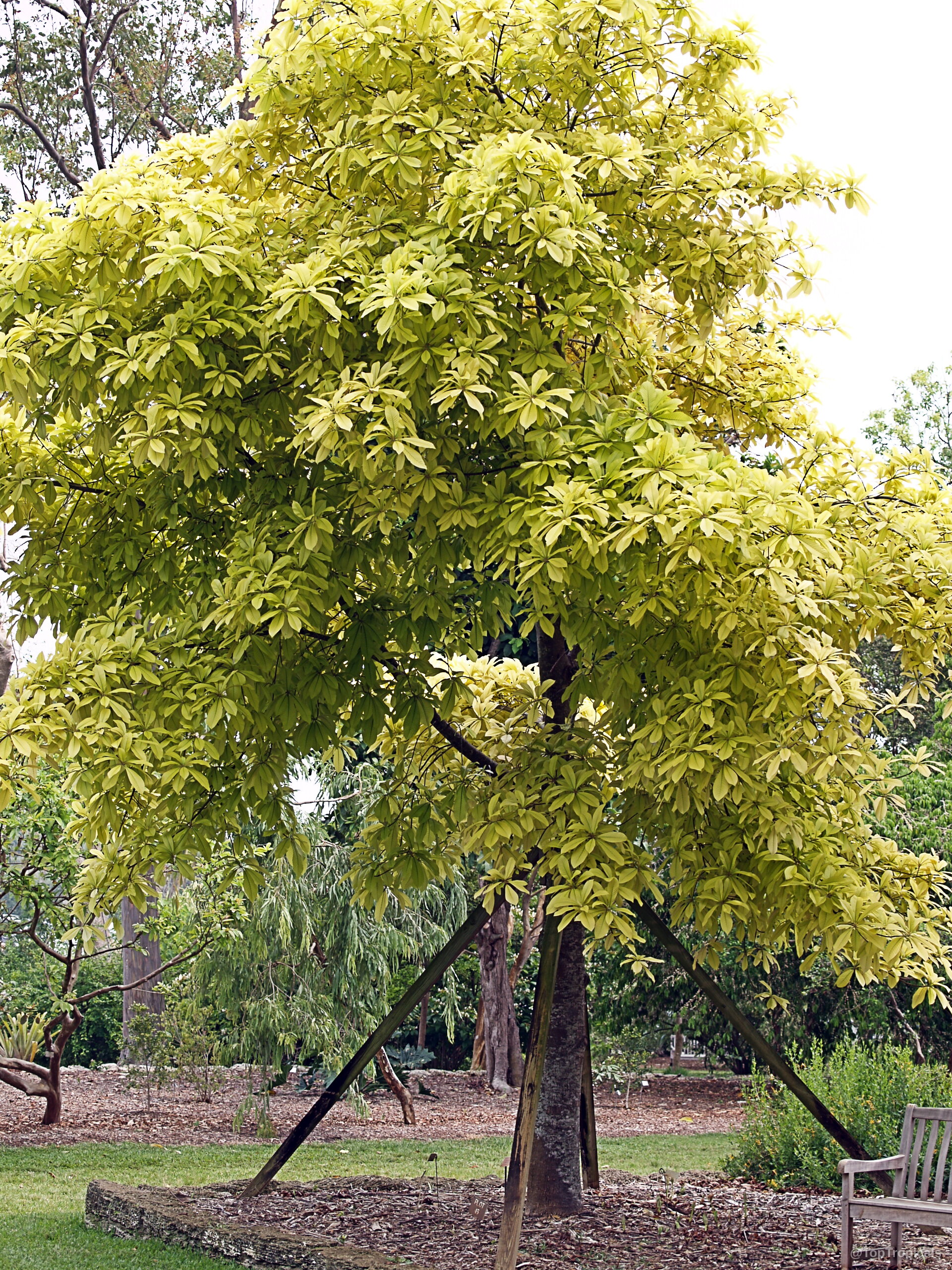 Couroupita guianensis (Cannonball Tree) tree with yellow leaves rising from a central brown trunk. Couroupita guianensis (Cannonball Tree) tree with yellow leaves in a tall sturdy plant structure.