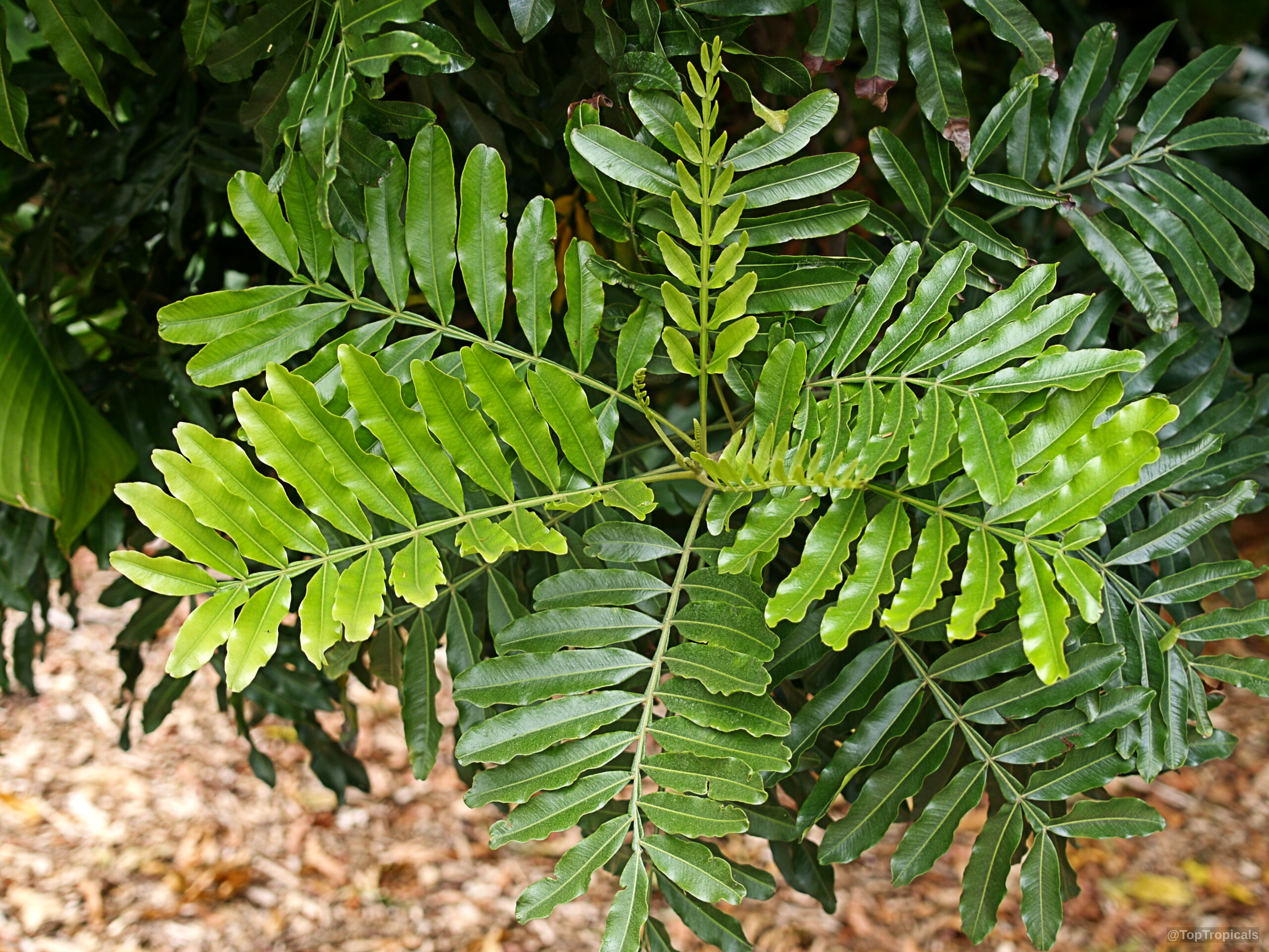 Filicium decipiens (Japanese Fern Tree) with distinct, pinnate green leaves spreading out from the stem Filicium decipiens (Japanese Fern Tree) dark green leaves on a plant close up view
