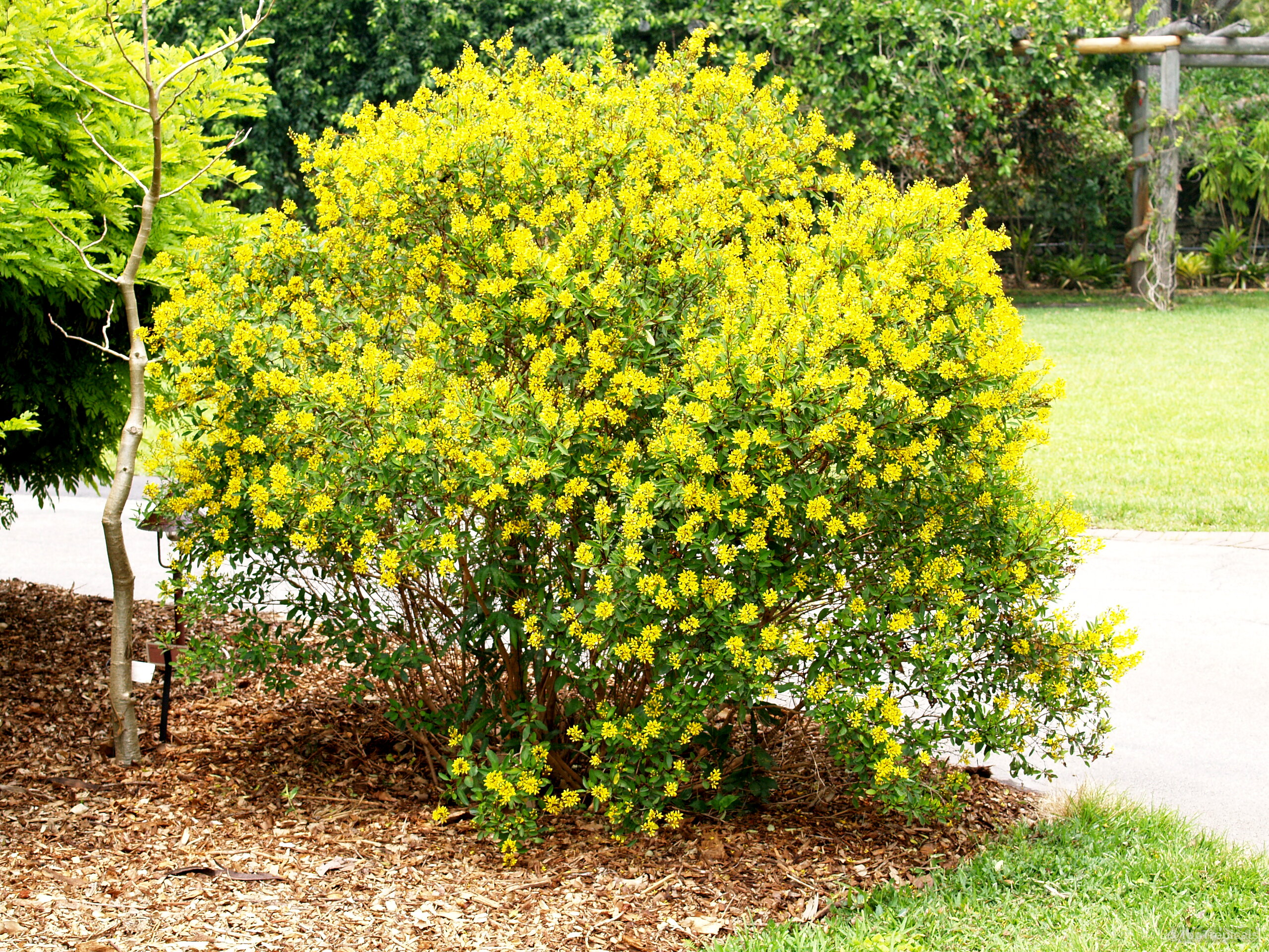 Galphimia gracillis (Thriallis) shrub covered in dense yellow flowers against green foliage and mulch Galphimia gracillis (Thriallis) plant with yellow flowers blooming on a rounded shrub shape