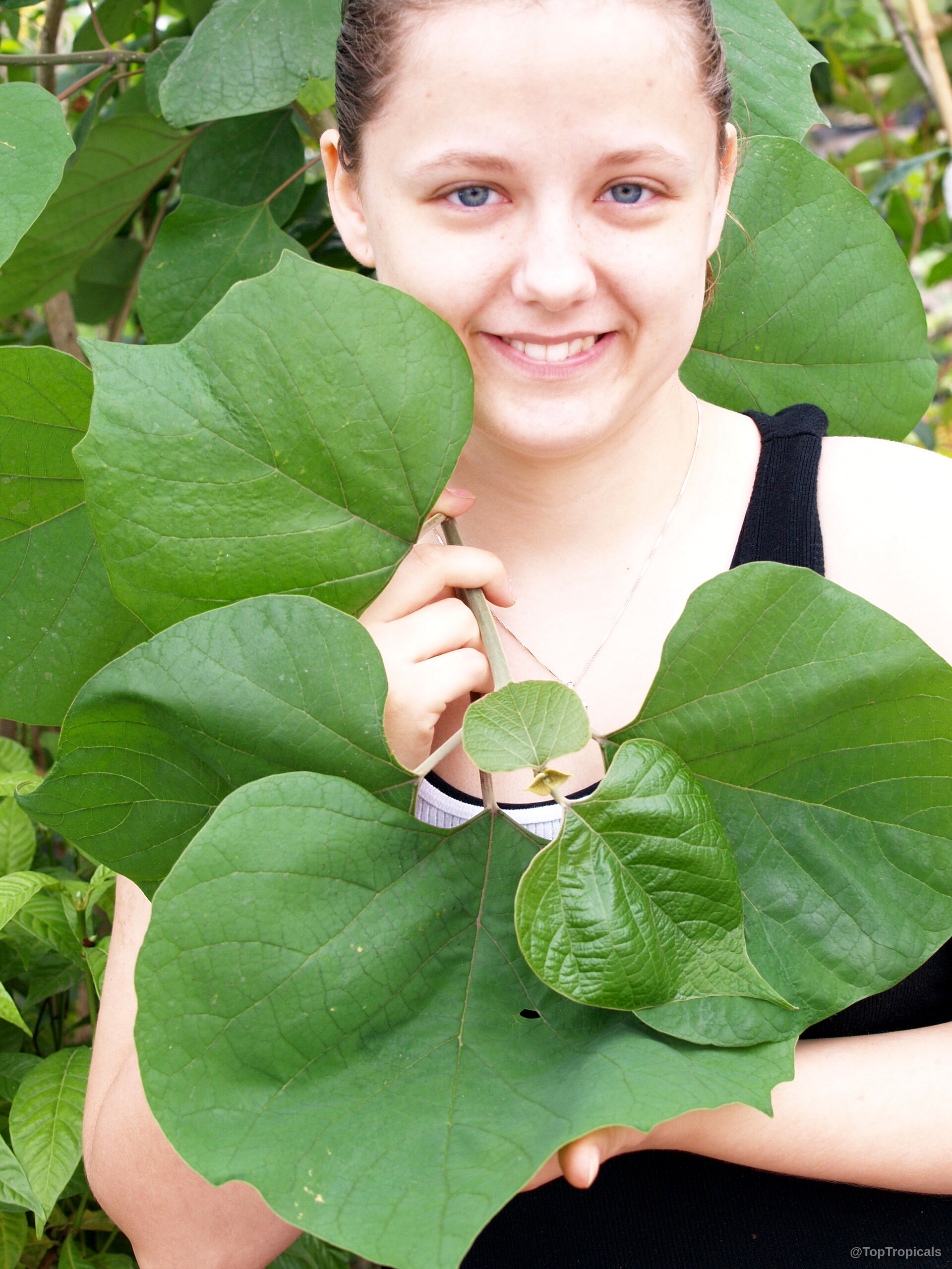 Gmelina arborea (Gamhar) with person holding large green leaves to show the plant scale Gmelina arborea (Gamhar) green leaves held by person close up for visual scale reference