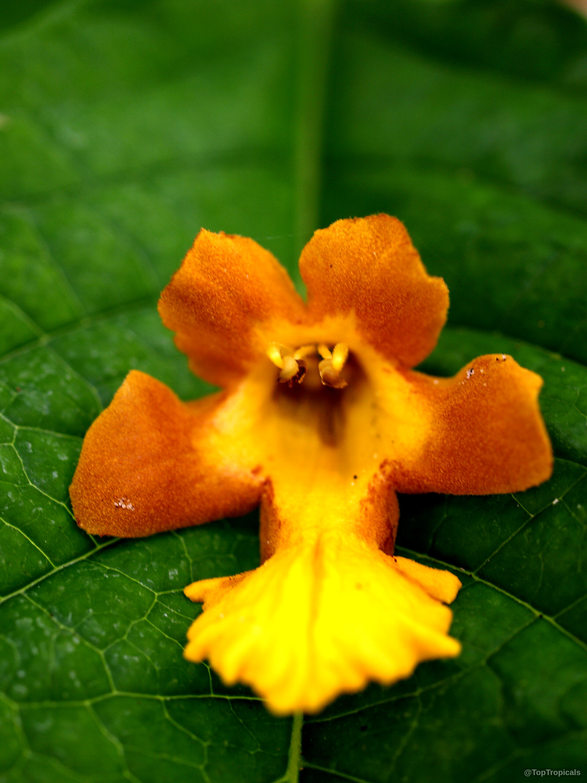 Gmelina arborea (Gamhar) orange yellow flower with textured petals resting upon a dark green leaf. Gmelina arborea (Gamhar) orange yellow flower close up resting on a large green leaf