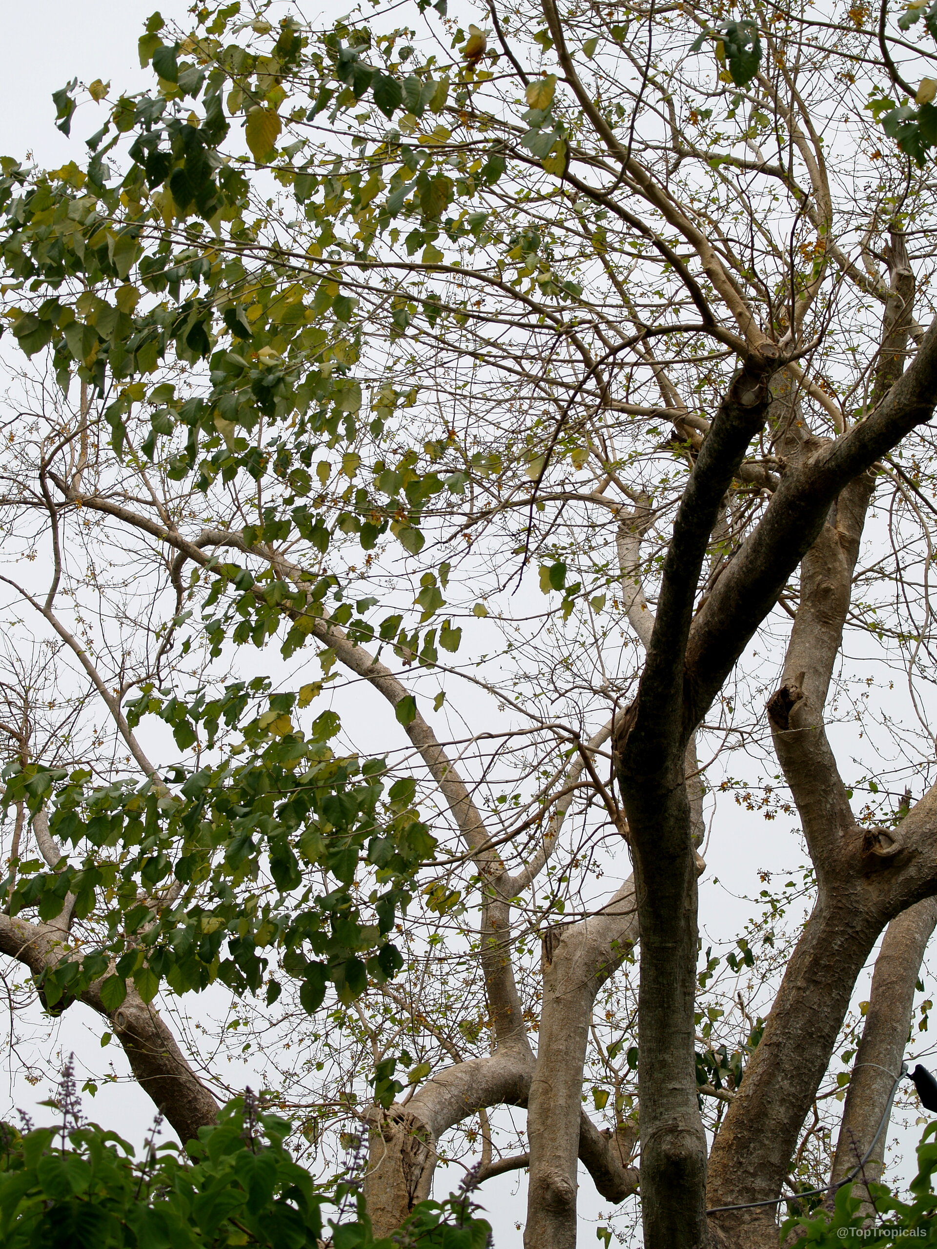 Gmelina arborea (Gamhar) tree with numerous thin branches and patches of green oval leaves Gmelina arborea (Gamhar) tree with green leaves and thick gray branches reaching towards sky
