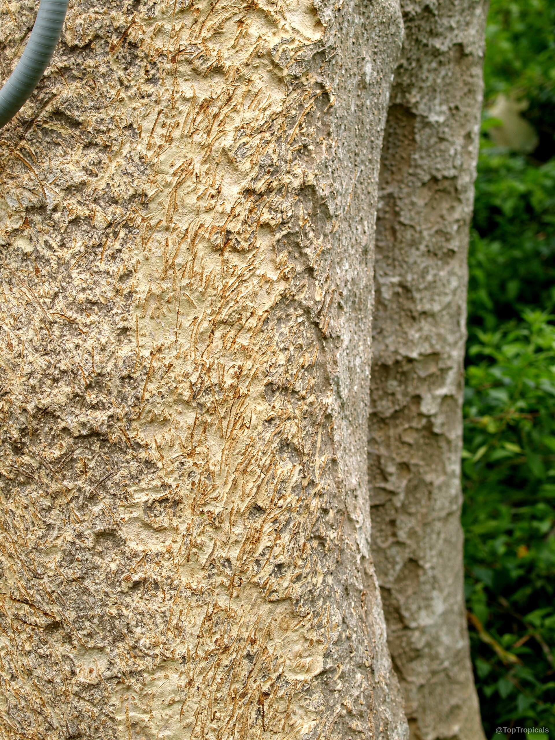Gmelina arborea (Gamhar) tree trunk surface with rough, cracked light tan outer bark layers visible. Gmelina arborea (Gamhar) tree trunk with light tan textured bark in a close up.