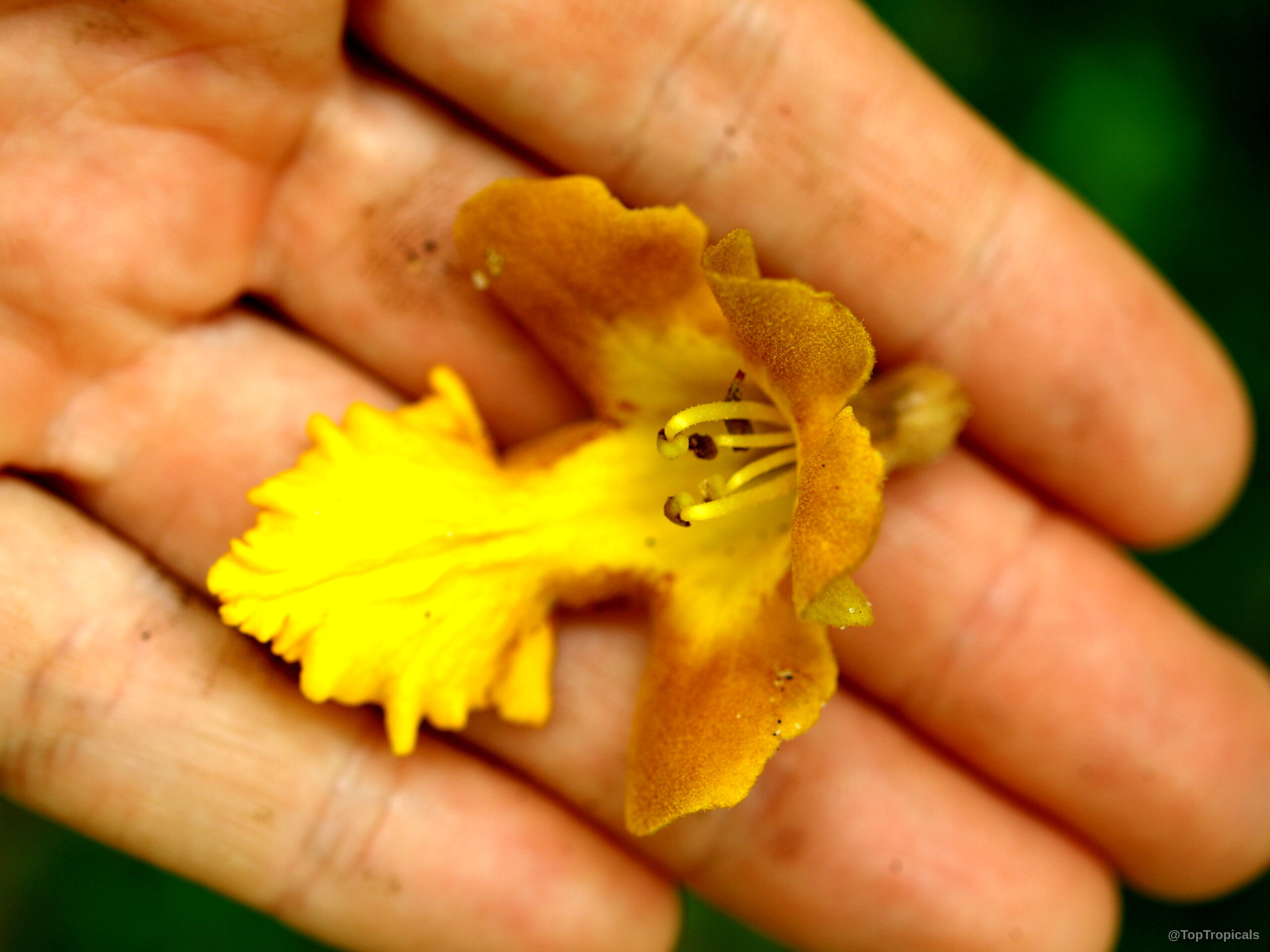 Gmelina arborea (Gamhar) flower resting in a human palm to indicate small size and scale. Gmelina arborea (Gamhar) yellow flower close up in a human hand for size scale identification.