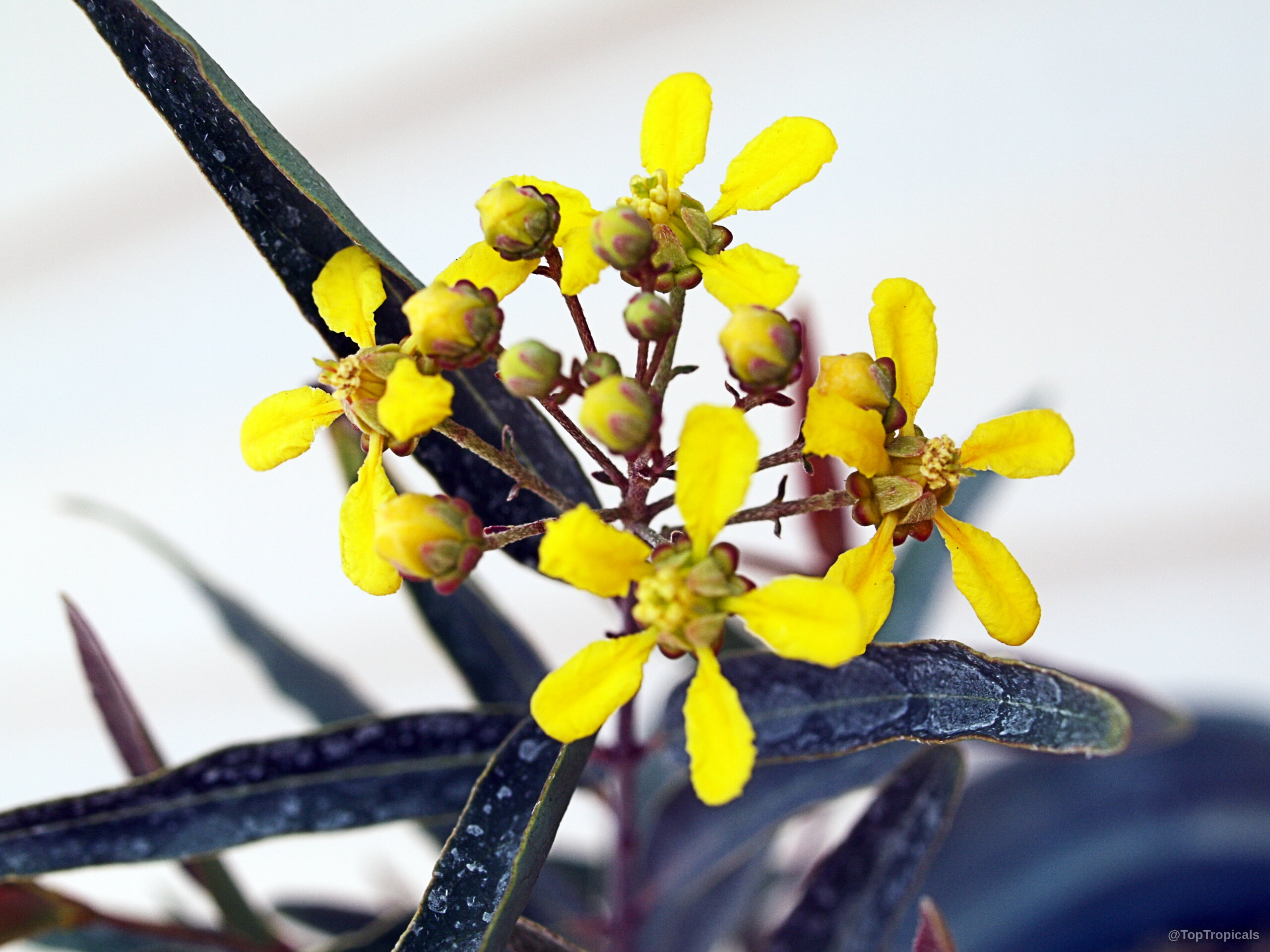 Heteropterys glabra (Mariposa) yellow flower clusters on branch with dark foliage Heteropterys glabra (Mariposa) yellow flower close up with dark narrow leaves