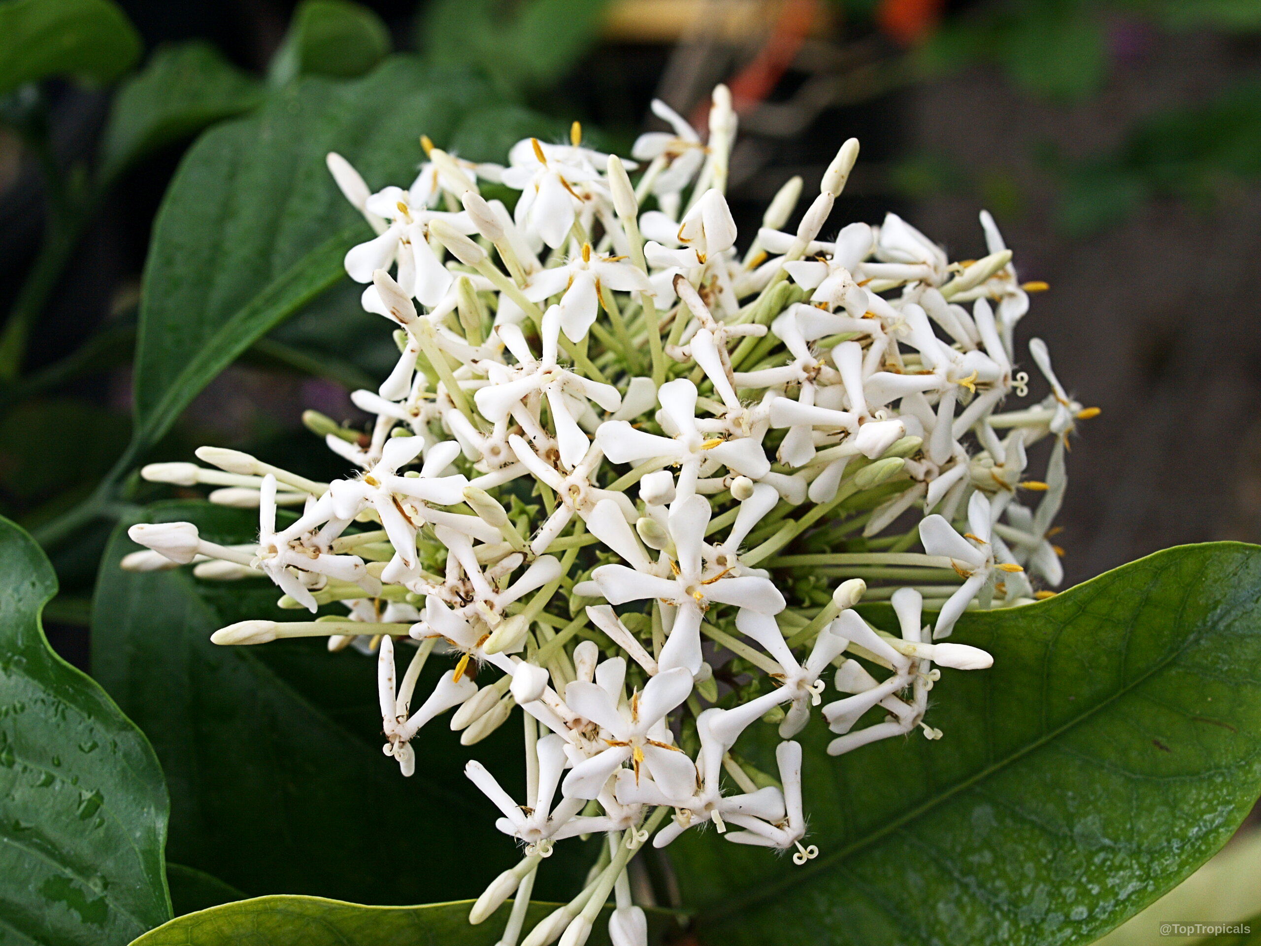 Ixora finlaysoniana (Fragrant Ixora) white flower cluster with four-petaled sections and narrow green foliage. Ixora finlaysoniana (Fragrant Ixora) white flower close up with green leaves in the background.