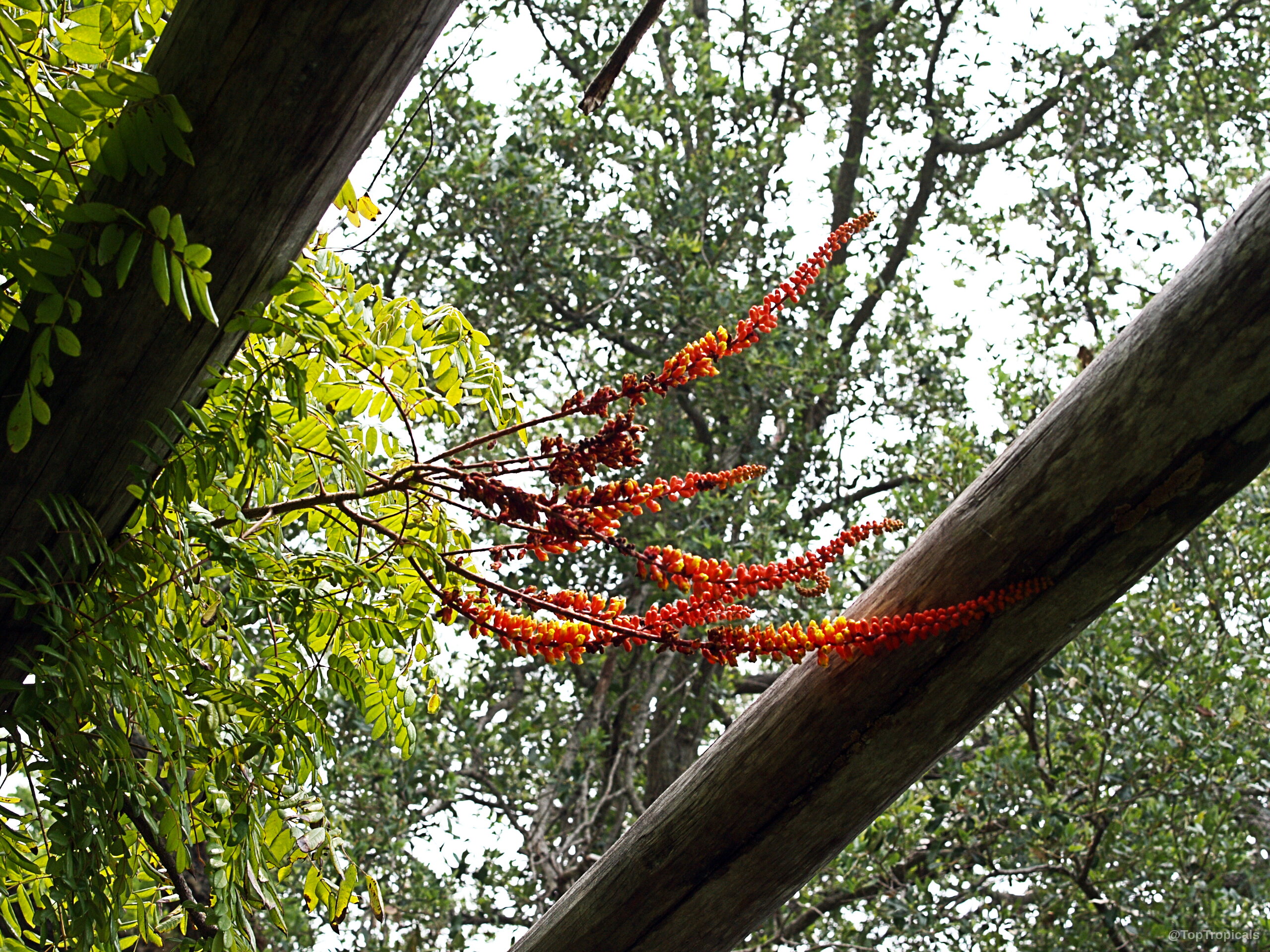 Moullava spicata (Candy Corn Plant) with vibrant red and yellow spikes against green foliage. Moullava spicata (Candy Corn Plant) with long red and yellow flower clusters on branch