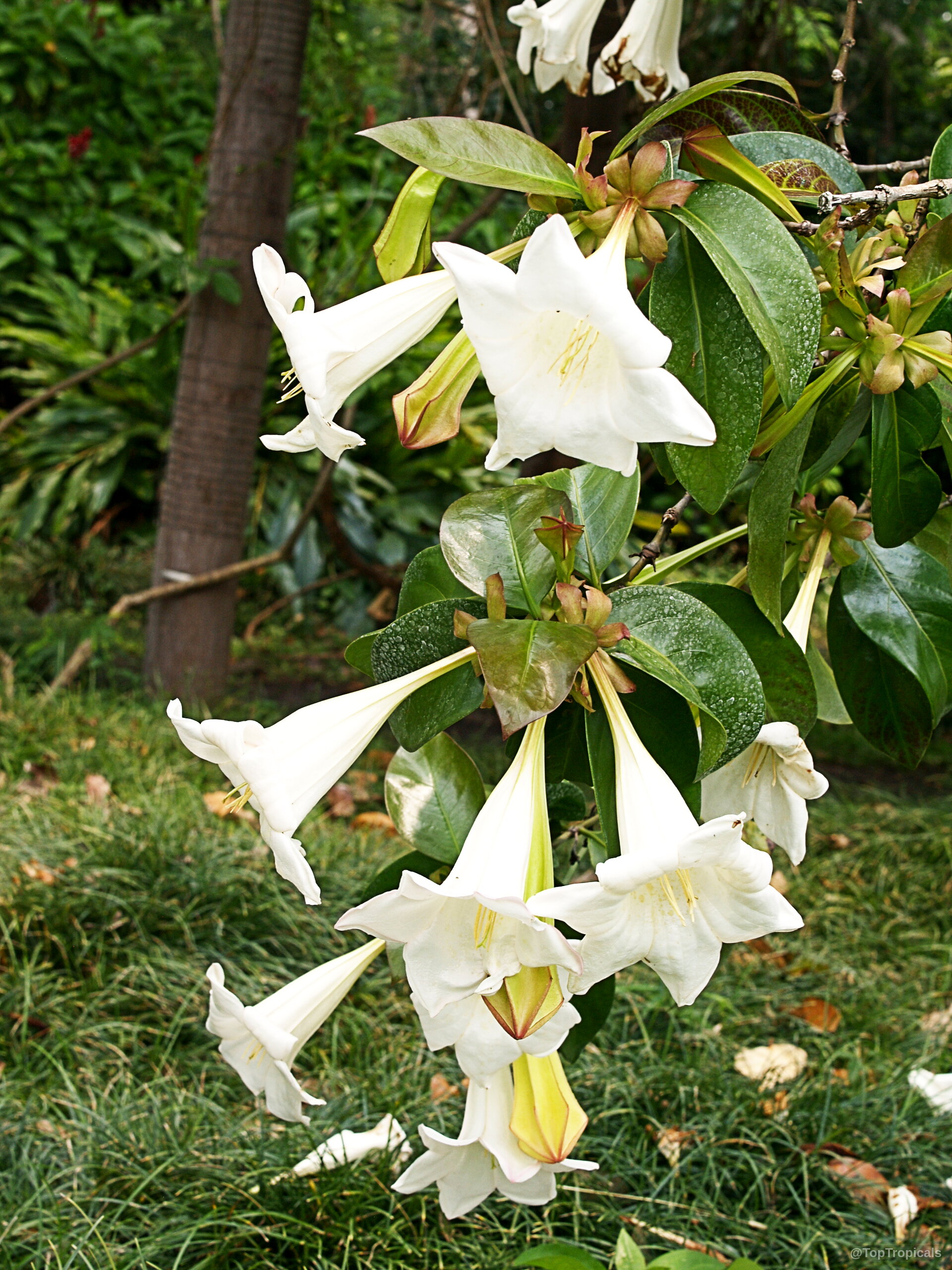Portlandia grandiflora (Bell Flower) with white trumpet flowers hanging among deep green glossy leaves Portlandia grandiflora (Bell Flower) with white trumpet flower clusters hanging from green leafy branches