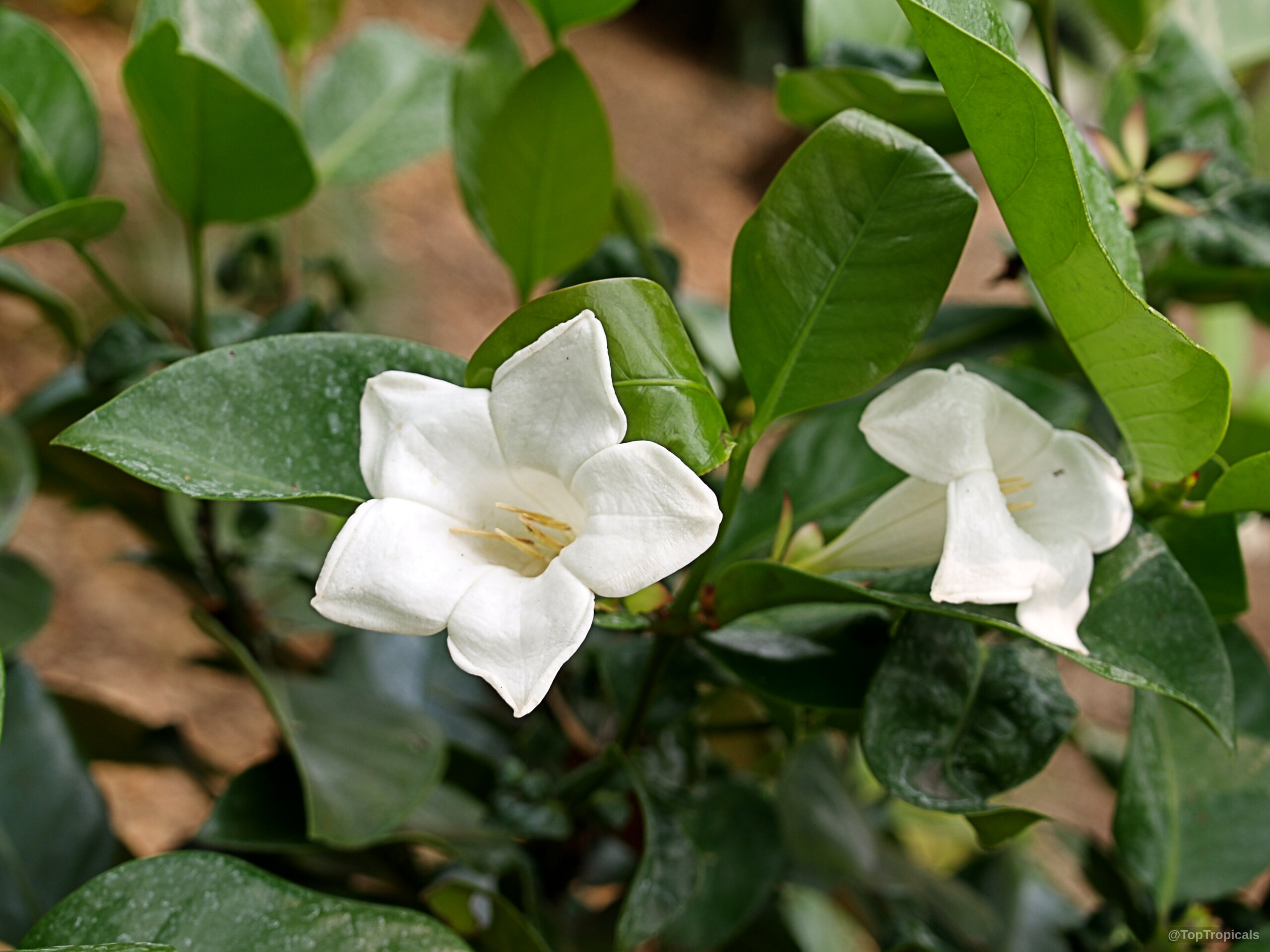 Portlandia grandiflora (Bell Flower) white trumpet flower and thick glossy green foliage in detail Portlandia grandiflora (Bell Flower) with white trumpet flower and glossy green leaves close up