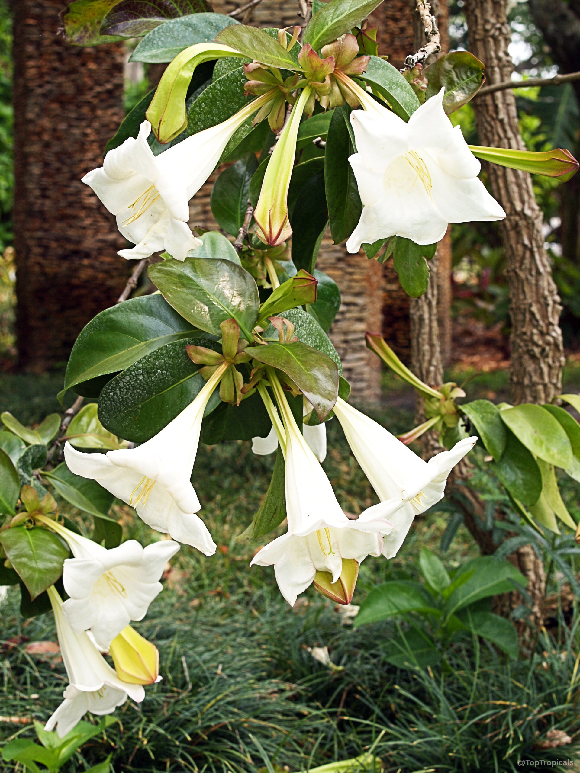 Portlandia grandiflora (Bell Flower) with multiple white trumpet-shaped flowers hanging among thick green glossy foliage Portlandia grandiflora (Bell Flower) with white trumpet flowers and lush green glossy leaves close up