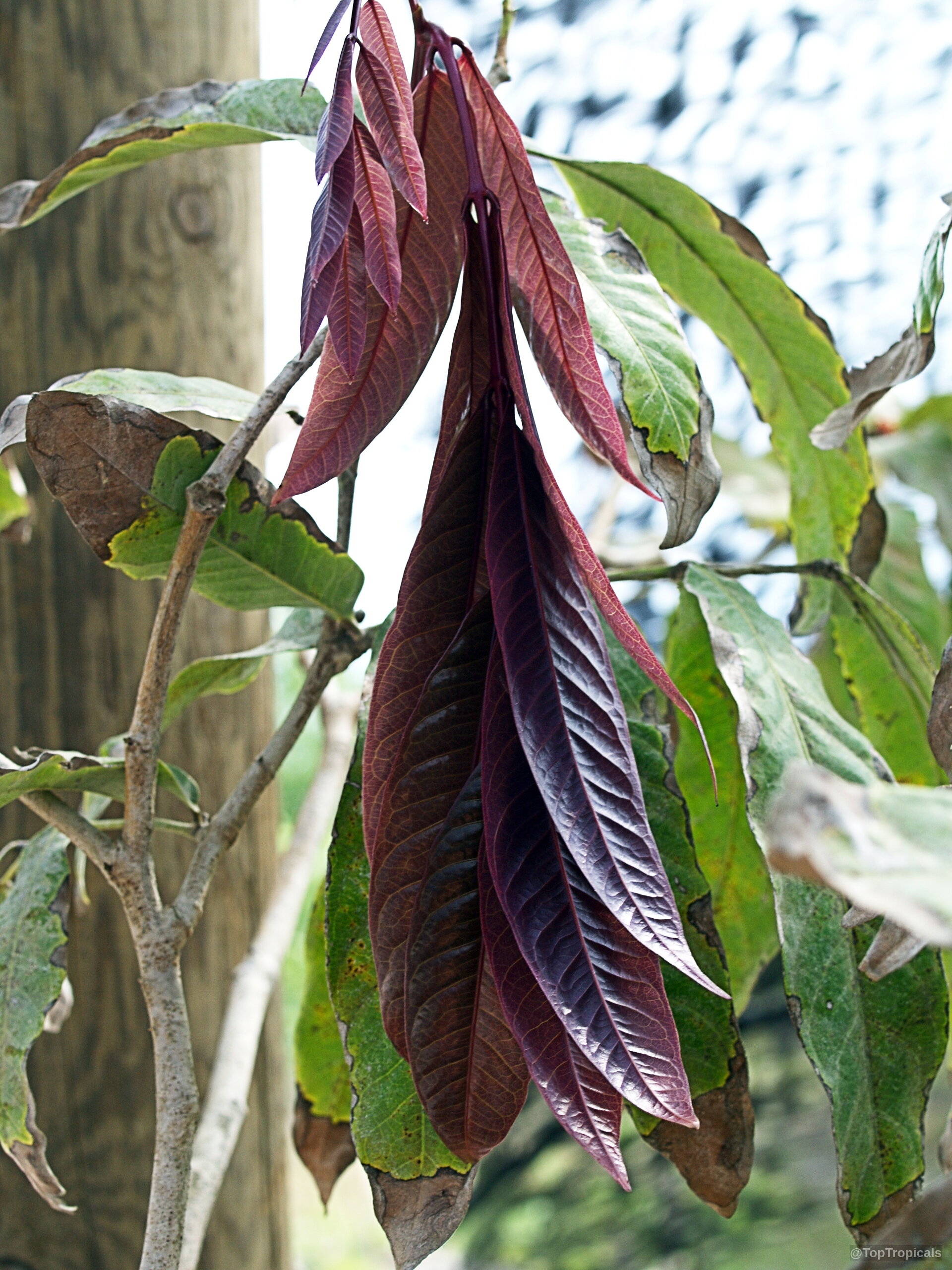 Saraca indica (Ashoka Tree) with new growth foliage hanging down from a thin wooden stem. Saraca indica (Ashoka Tree) with deep red drooping new leaves on a branch close up.