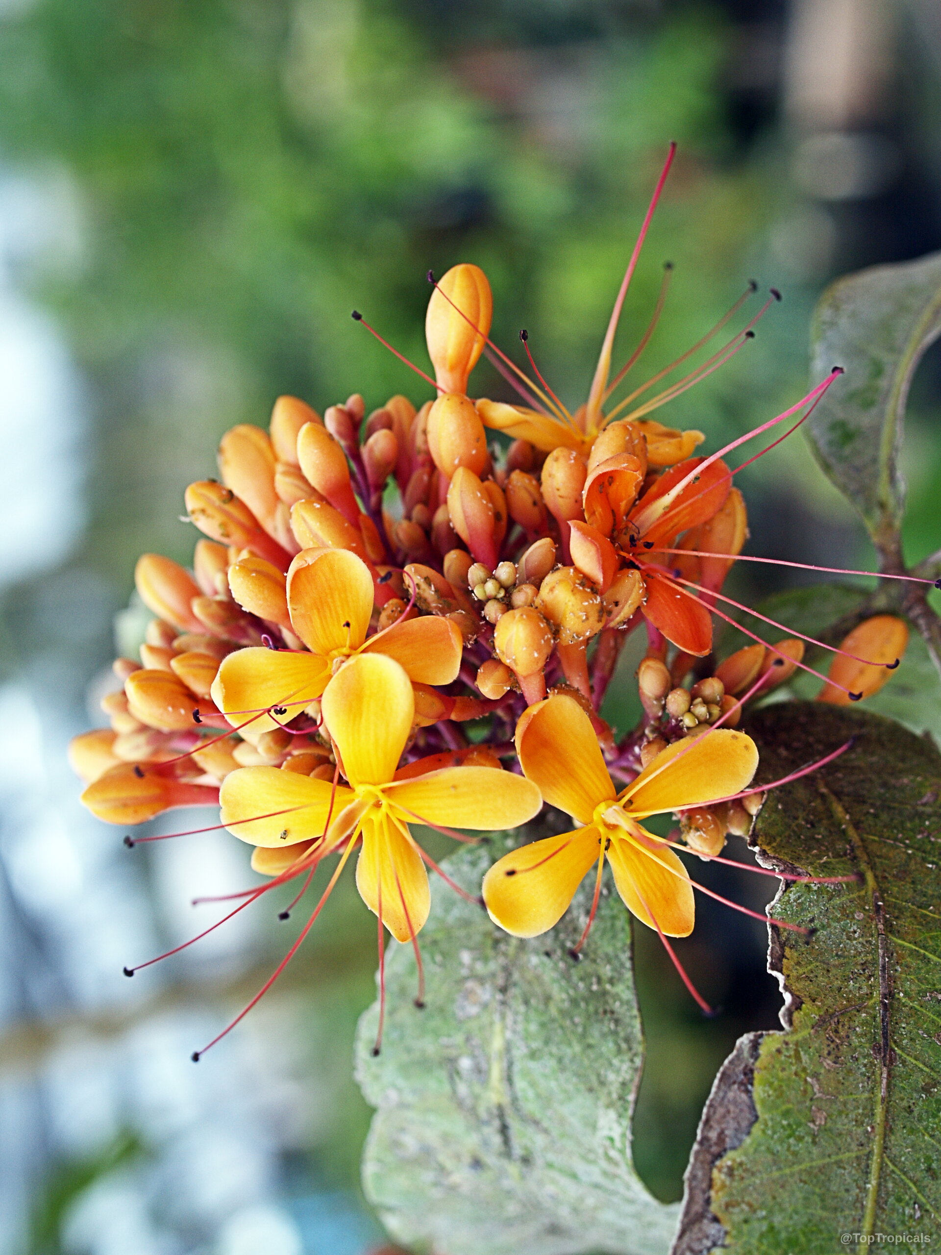 Saraca indica (Ashoka Tree) clusters of orange flower buds with long thin extended red stamens Saraca indica (Ashoka Tree) orange flower close up showing small buds and extended long stamens