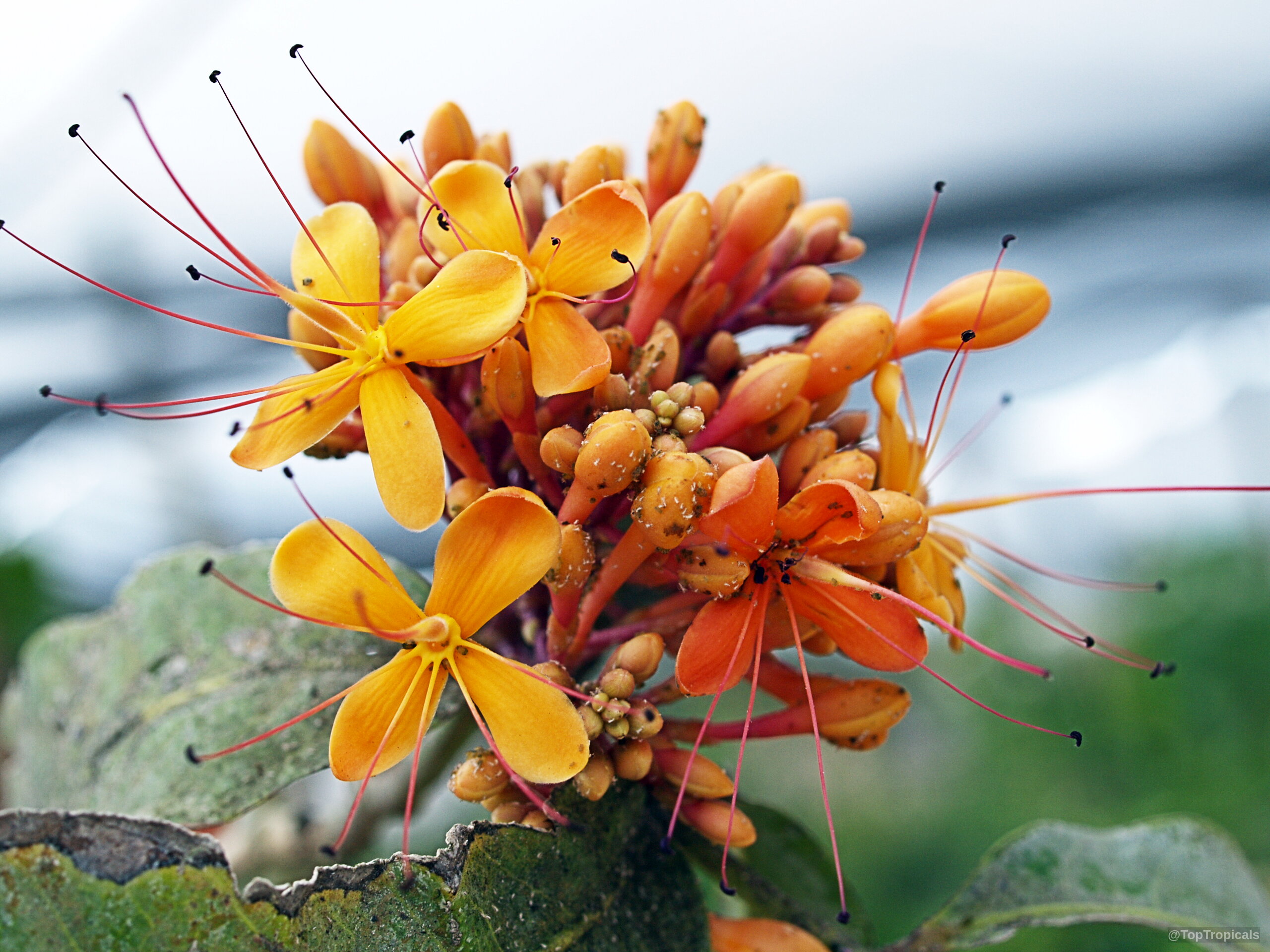 Saraca indica (Ashoka Tree) orange flower clusters with long thin stamens and nearby green leaves Saraca indica (Ashoka Tree) orange flower close up with thin long red stamens extending outward