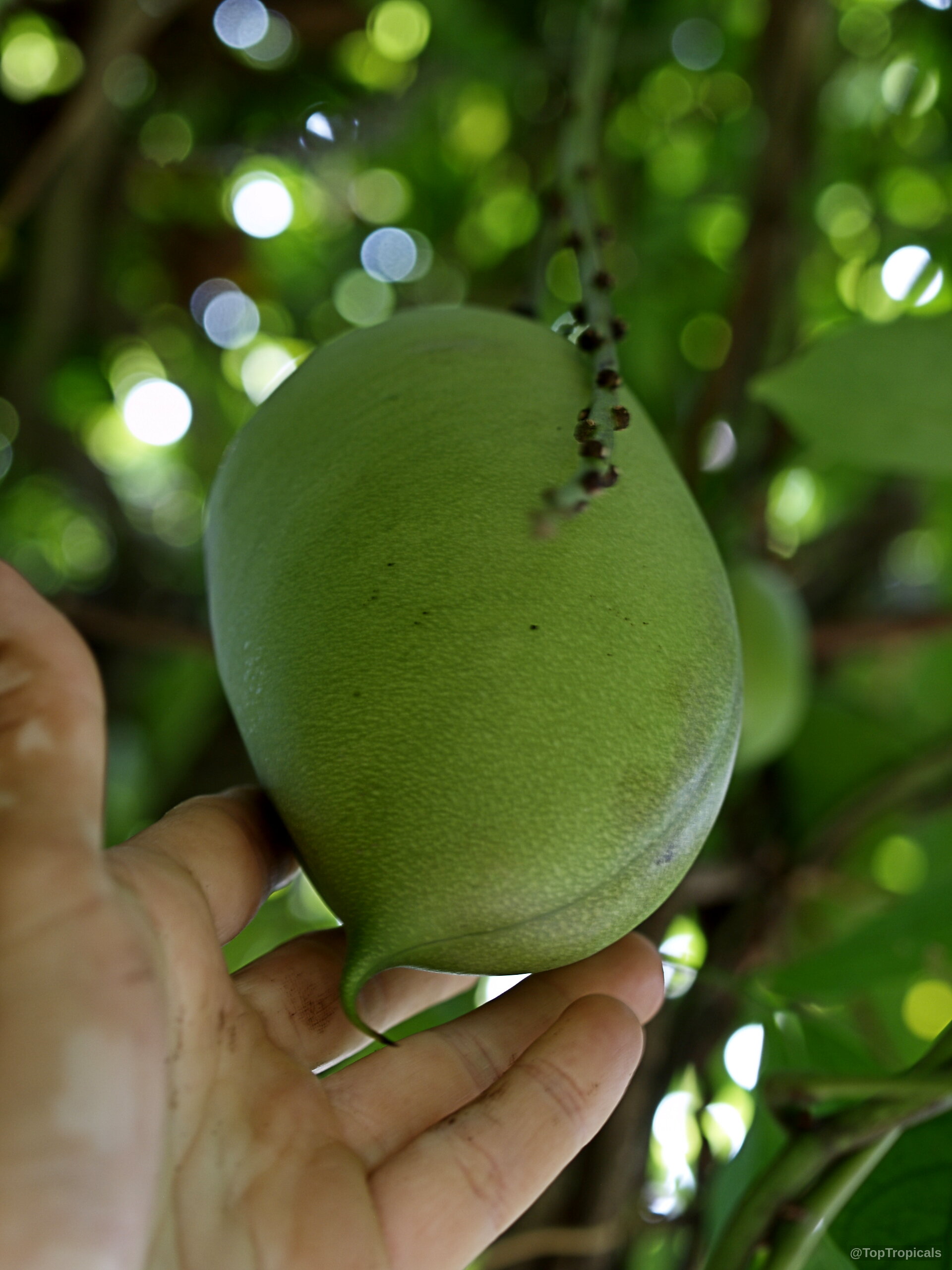 Strongylodon macrobotrys (Turquoise Jade Vine) green fruit dangling from branch being held in human hand. Strongylodon macrobotrys (Turquoise Jade Vine) green fruit close up held in human hand for scale.