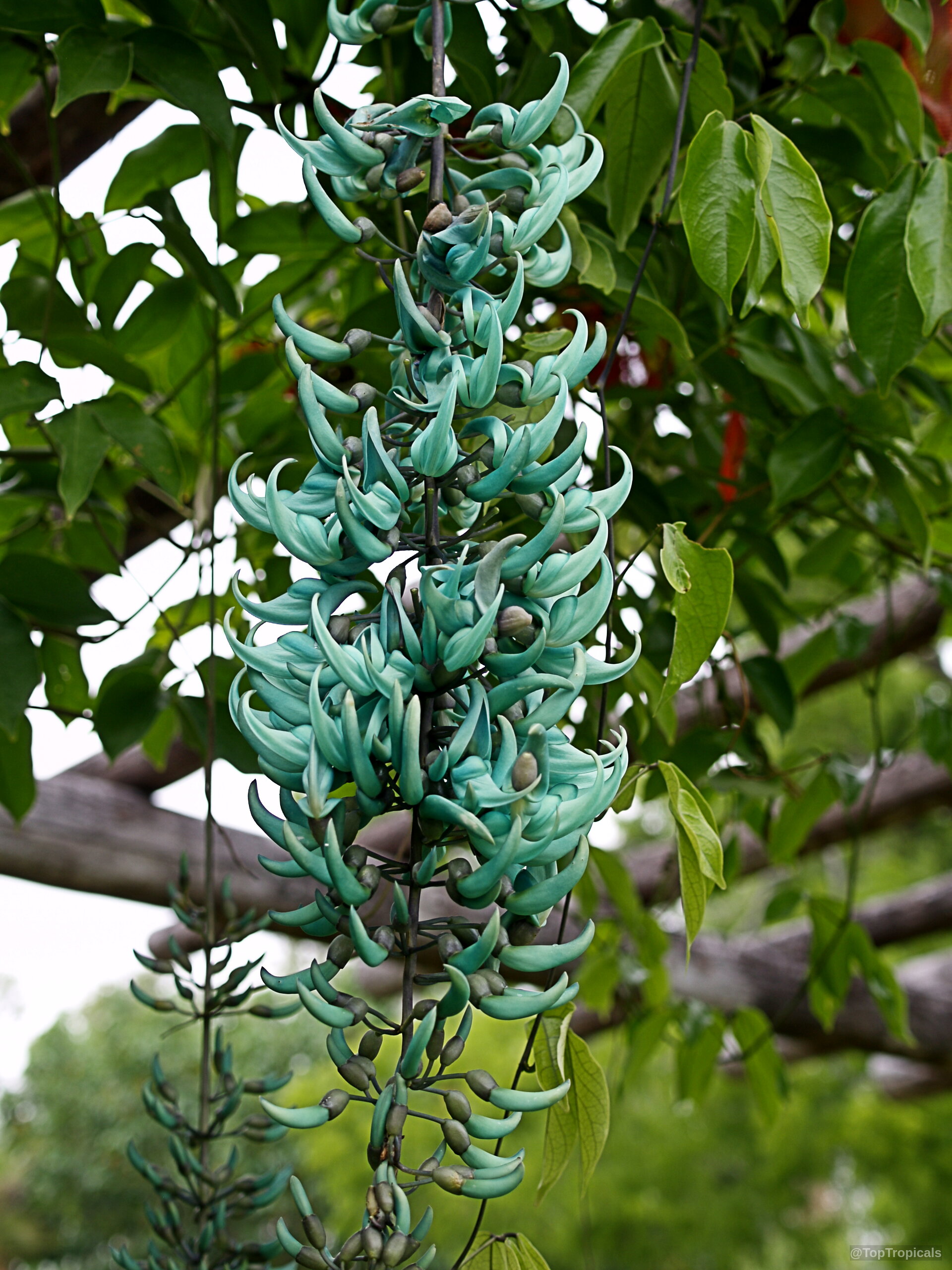 Strongylodon macrobotrys (Turquoise Jade Vine) turquoise claw-shaped flower hanging in large clusters from woody vine Strongylodon macrobotrys (Turquoise Jade Vine) turquoise flower close up hanging from green leafy vine