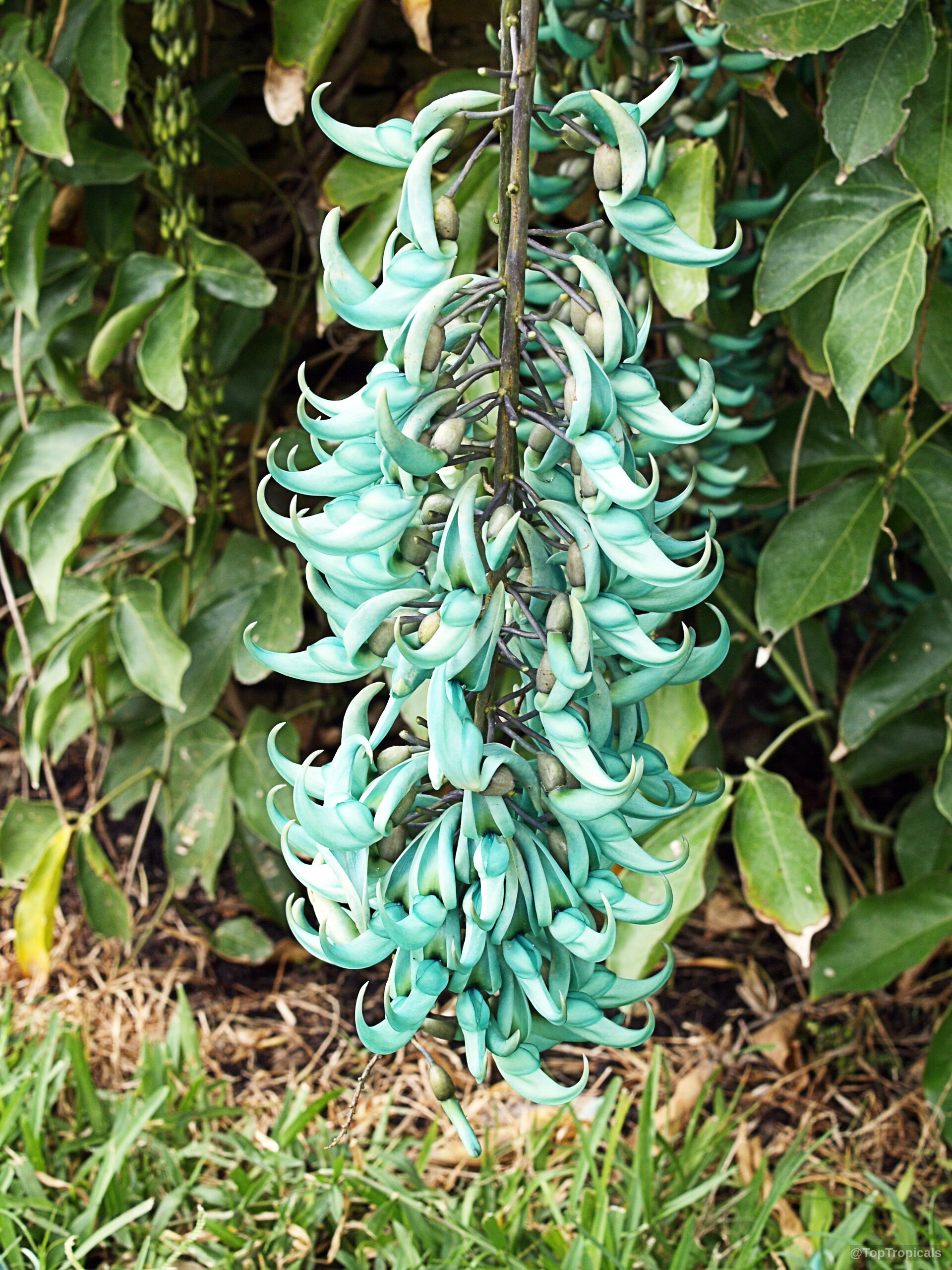 Strongylodon macrobotrys (Turquoise Jade Vine) turquoise flower cluster hanging down from dense green foliage Strongylodon macrobotrys (Turquoise Jade Vine) turquoise flower close up hanging from vining stem