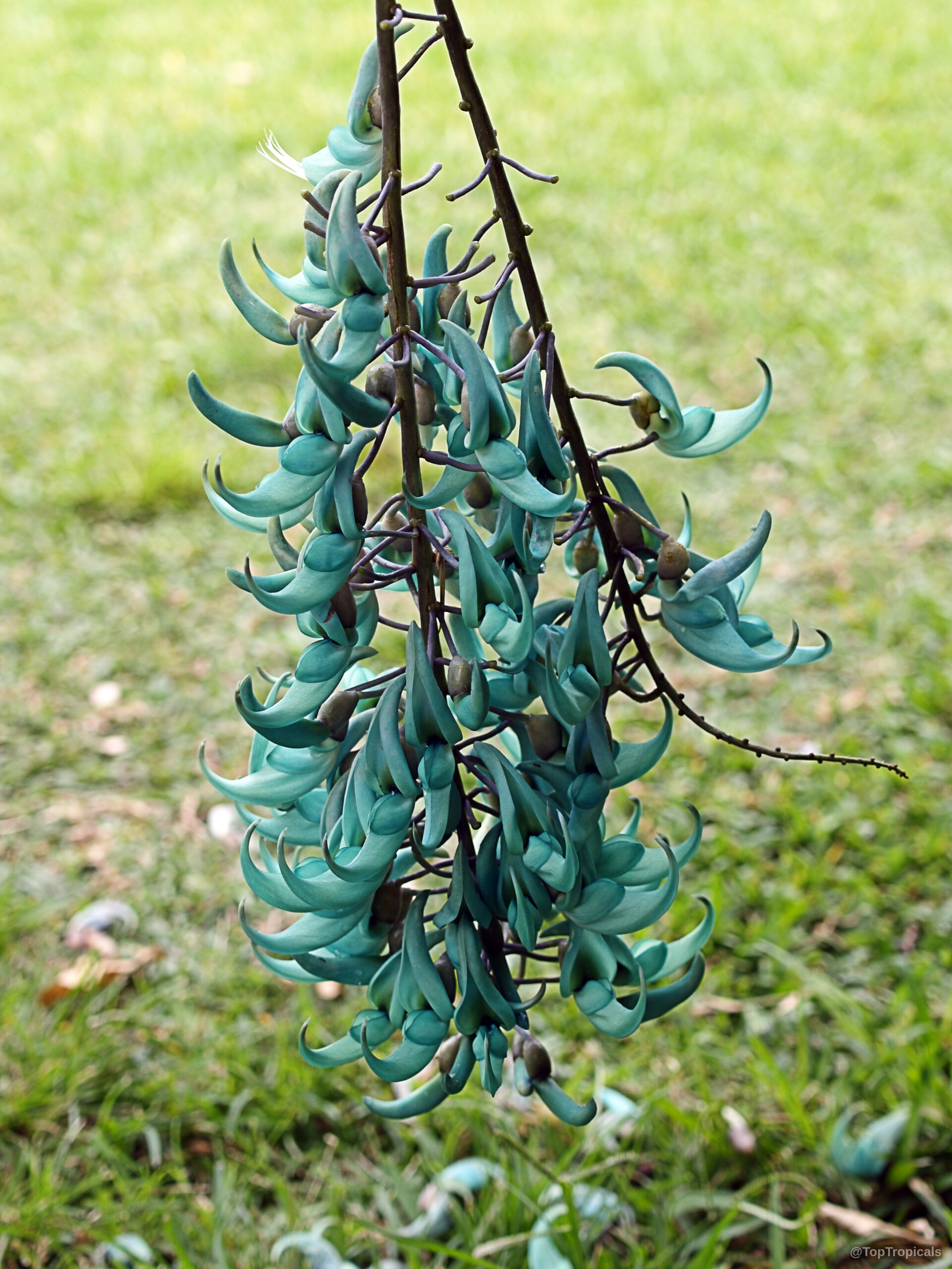 Strongylodon macrobotrys (Turquoise Jade Vine) turquoise flower clusters hang in a downward bunch. Strongylodon macrobotrys (Turquoise Jade Vine) turquoise flower cluster hanging down in a close up.