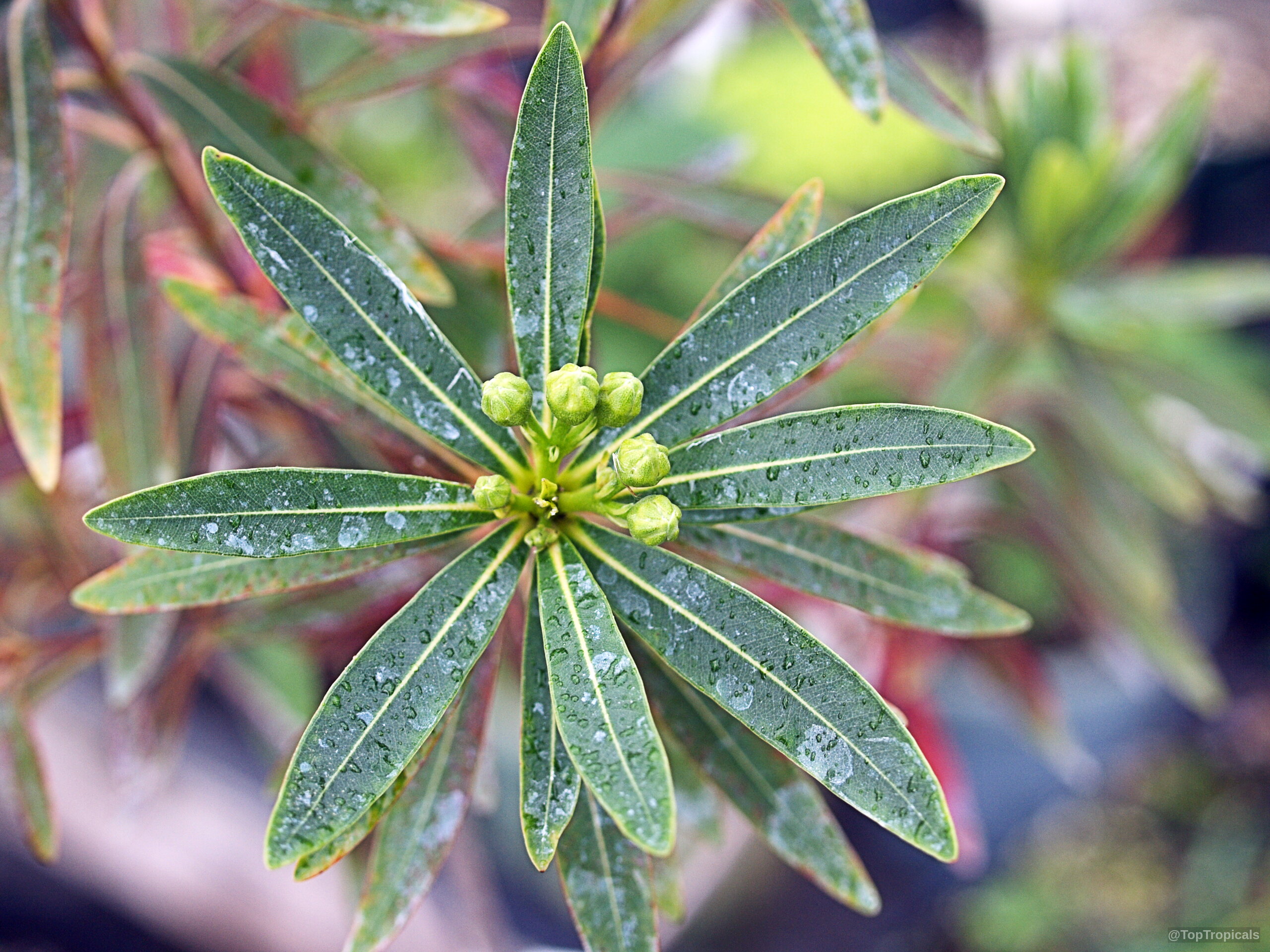 Xanthostemon verticillatus (Little Penda) showing tight clusters of small green buds on narrow foliage. Xanthostemon verticillatus (Little Penda) plant with green narrow leaves in a close up.