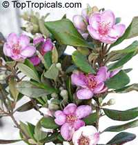 Rhodomyrtus tomentosa, Myrtus canescens, Myrtus tomentosa, Rhodomyrtus parviflora, Rose Myrtle, Downy Myrtle

Click to see full-size image