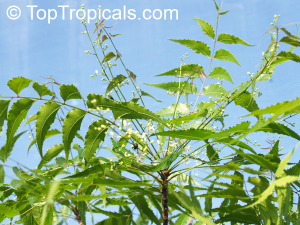 TopTropicals.com