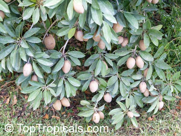 Manilkara zapota, Manilkara achras, Achras sapota, Sapodilla, Ciku, Naseberry, Nispero, Sapote, Brown Sugar Fruit