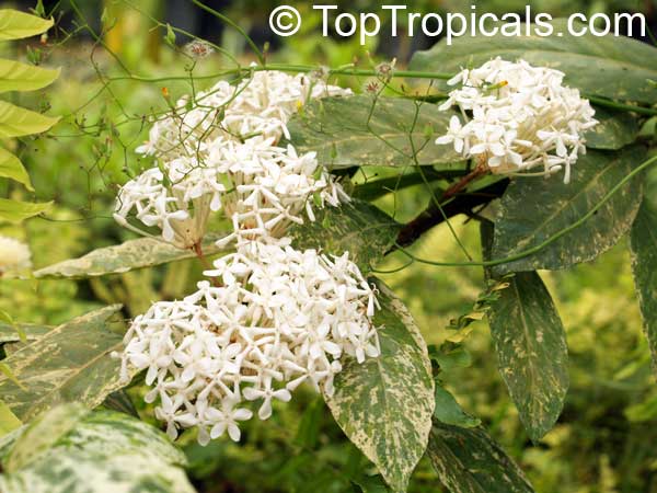 Ixora sp., Jungle Flame, Needle Flower. Ixora finlaysoniana (?) variegata