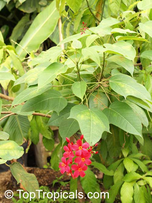 Jatropha integerrima, Jatropha pandurata, Peregrina, Spicy Jatropha, Coral Plant, Physic Nut