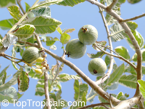 Psidium guajava variegata, Honeymoon Guava, Honey Moon, Variegated Guajava