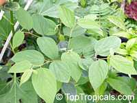 Flemingia strobilifera, Moghania strobilifera, Luck Plant, Wild Hops

Click to see full-size image