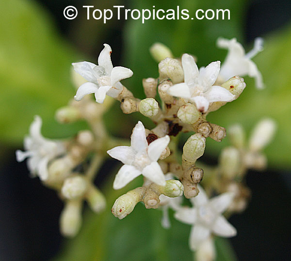 Psychotria ipecacuanha, Cephaelis ipecacuanha, Ipecacuanha