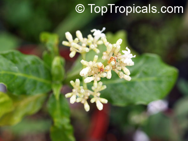 Psychotria ipecacuanha, Cephaelis ipecacuanha, Ipecacuanha