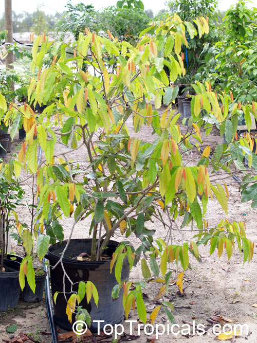 Desmos chinensis, Dwarf Ylang Ylang shrub